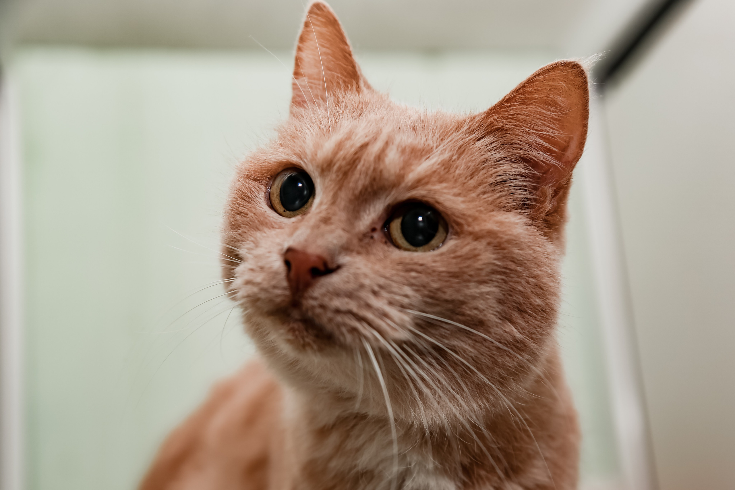 Приют Кошкин Дом Филимоша. Ваш фотограф в Оренбурге Рощупкина Екатерина