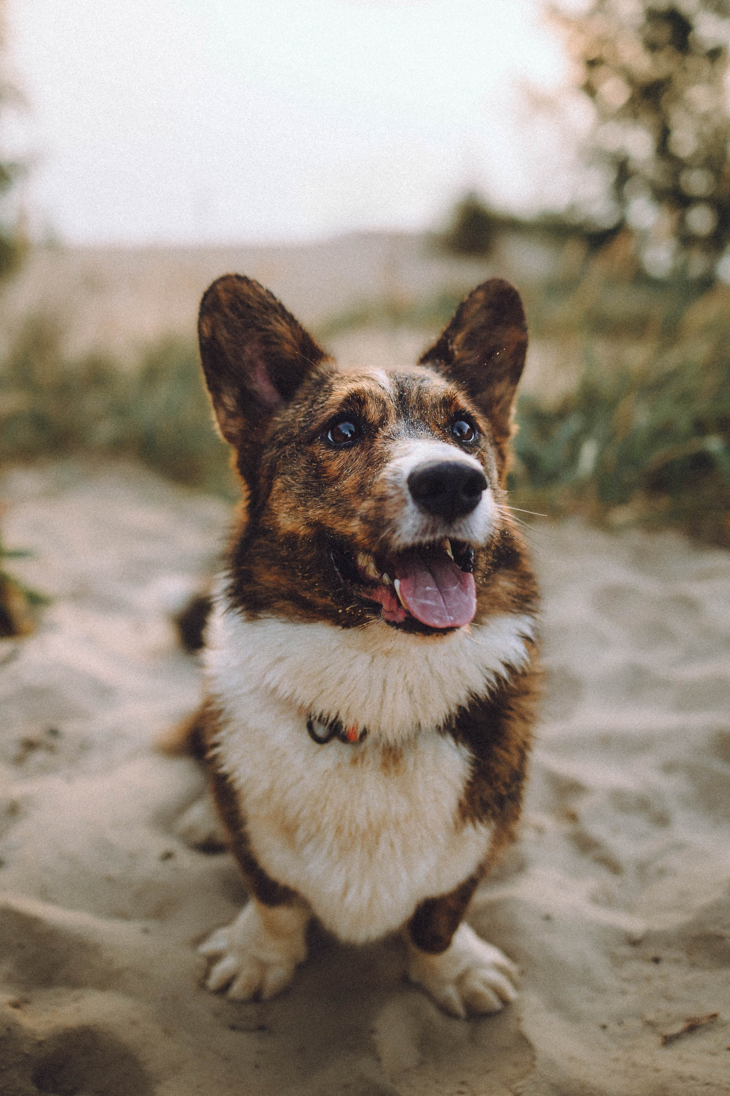 Таня, Ерш и Оллик