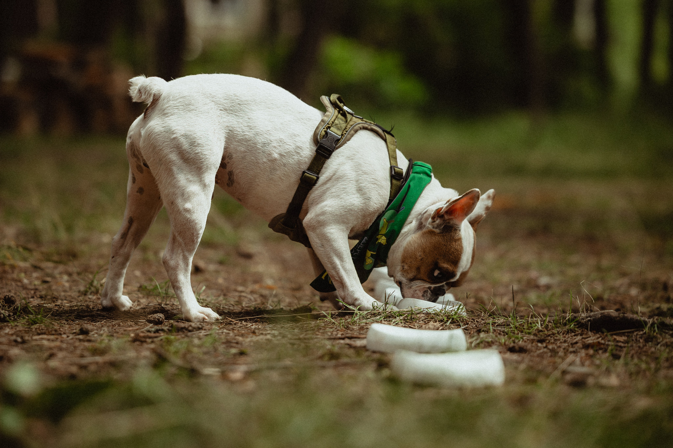 Выездной дог-тренинг от школы «Шерсть имею»