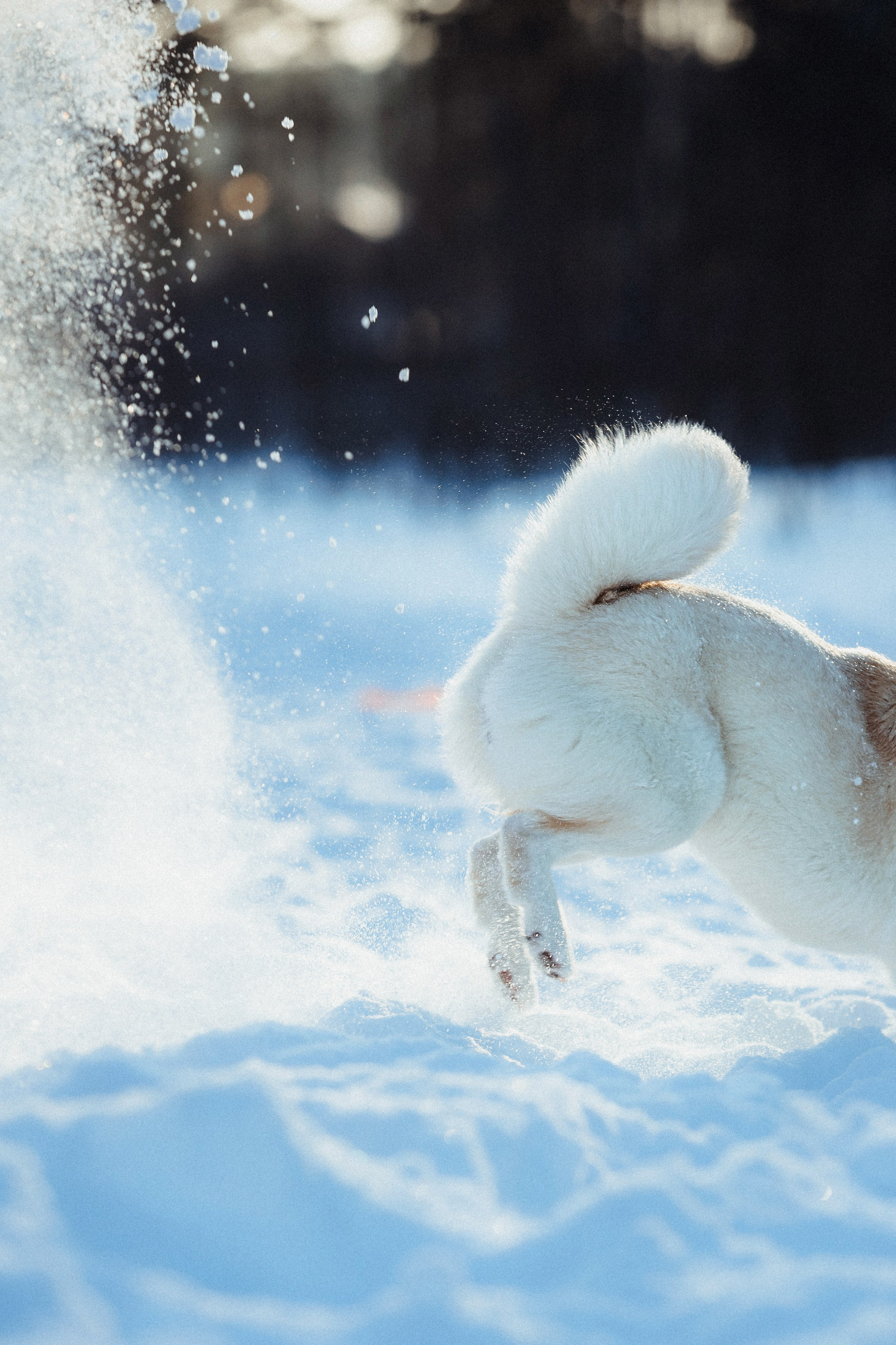 Шед, Цири и Ира