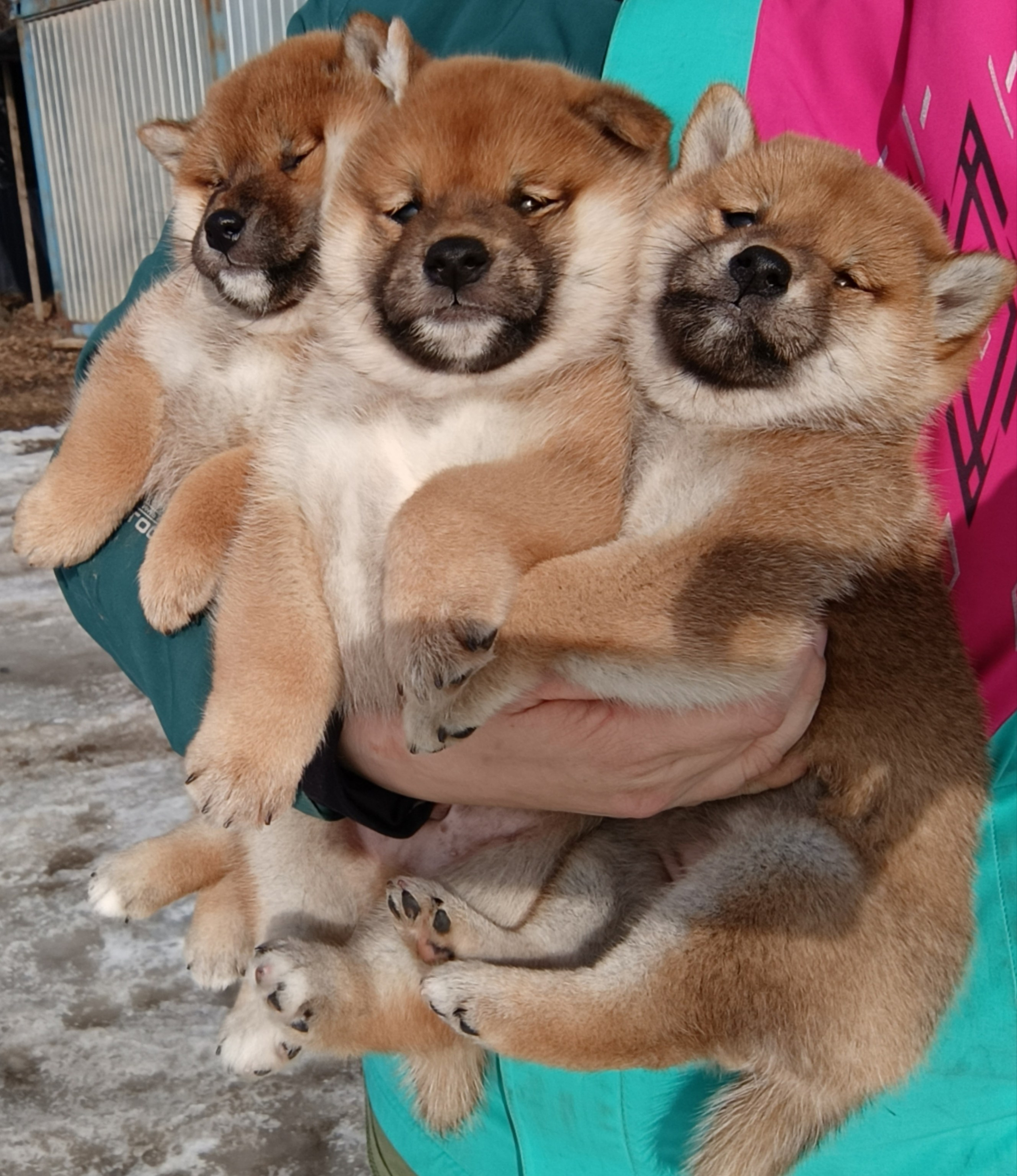 Сиба Помёт Е питомник Рубилайт