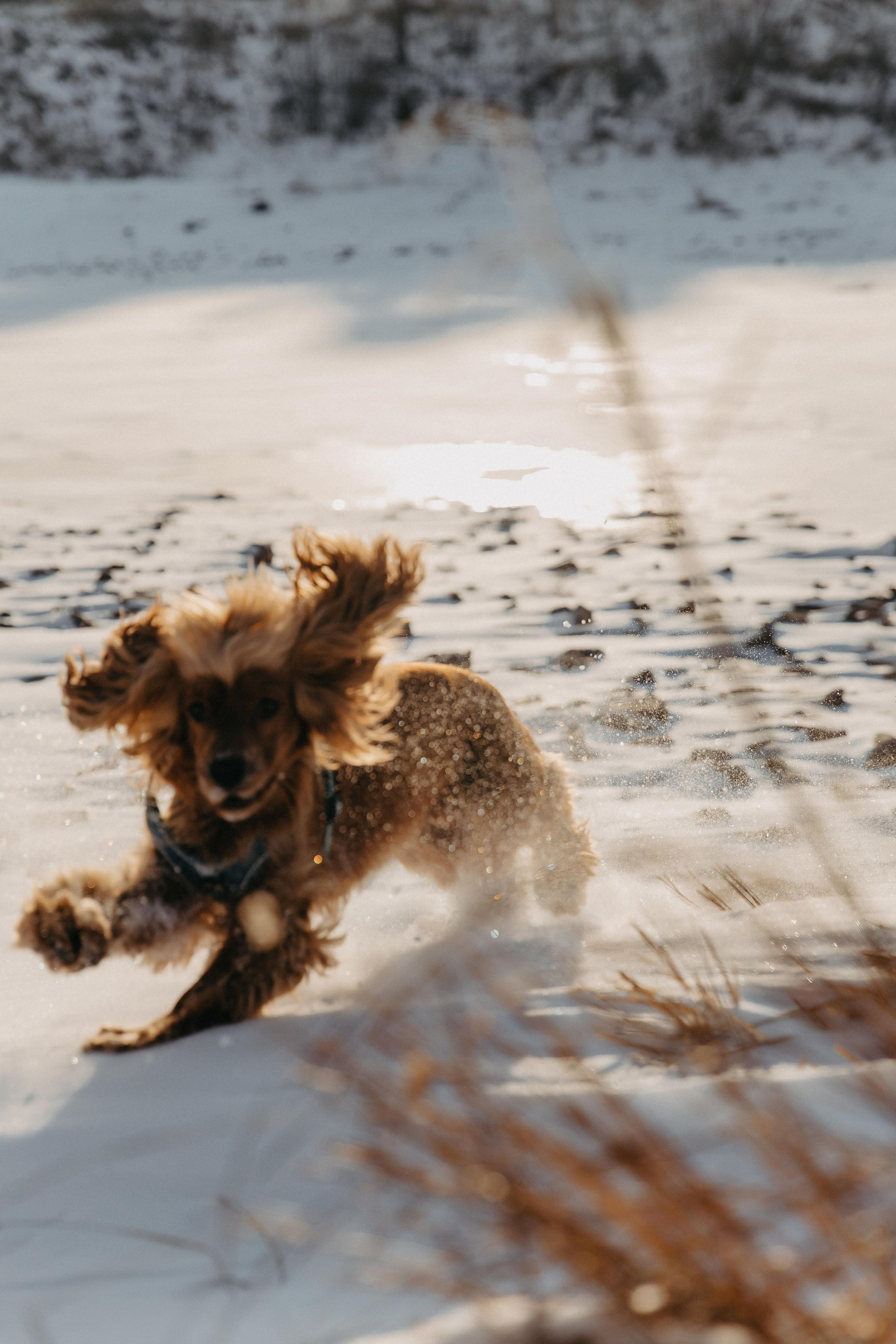 Владислав, Дарья и Арчи. Свадебный и Семейный фотограф по всему миру Анна Фёдорова
