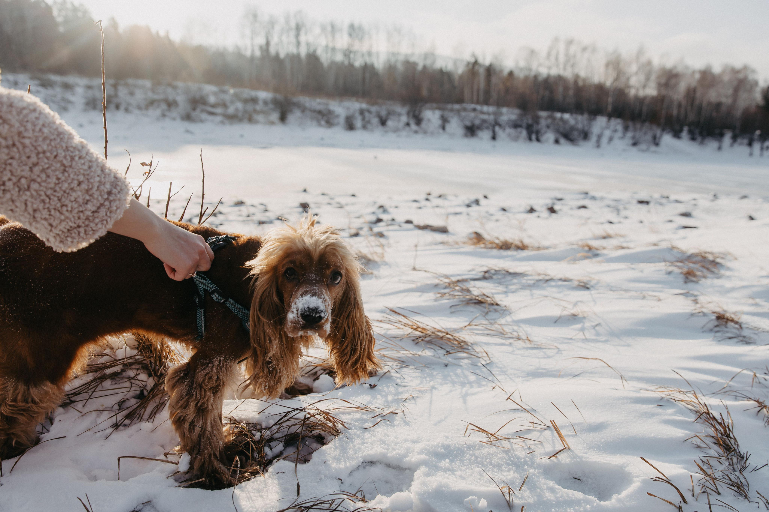 Владислав, Дарья и Арчи. Свадебный и Семейный фотограф по всему миру Анна Фёдорова