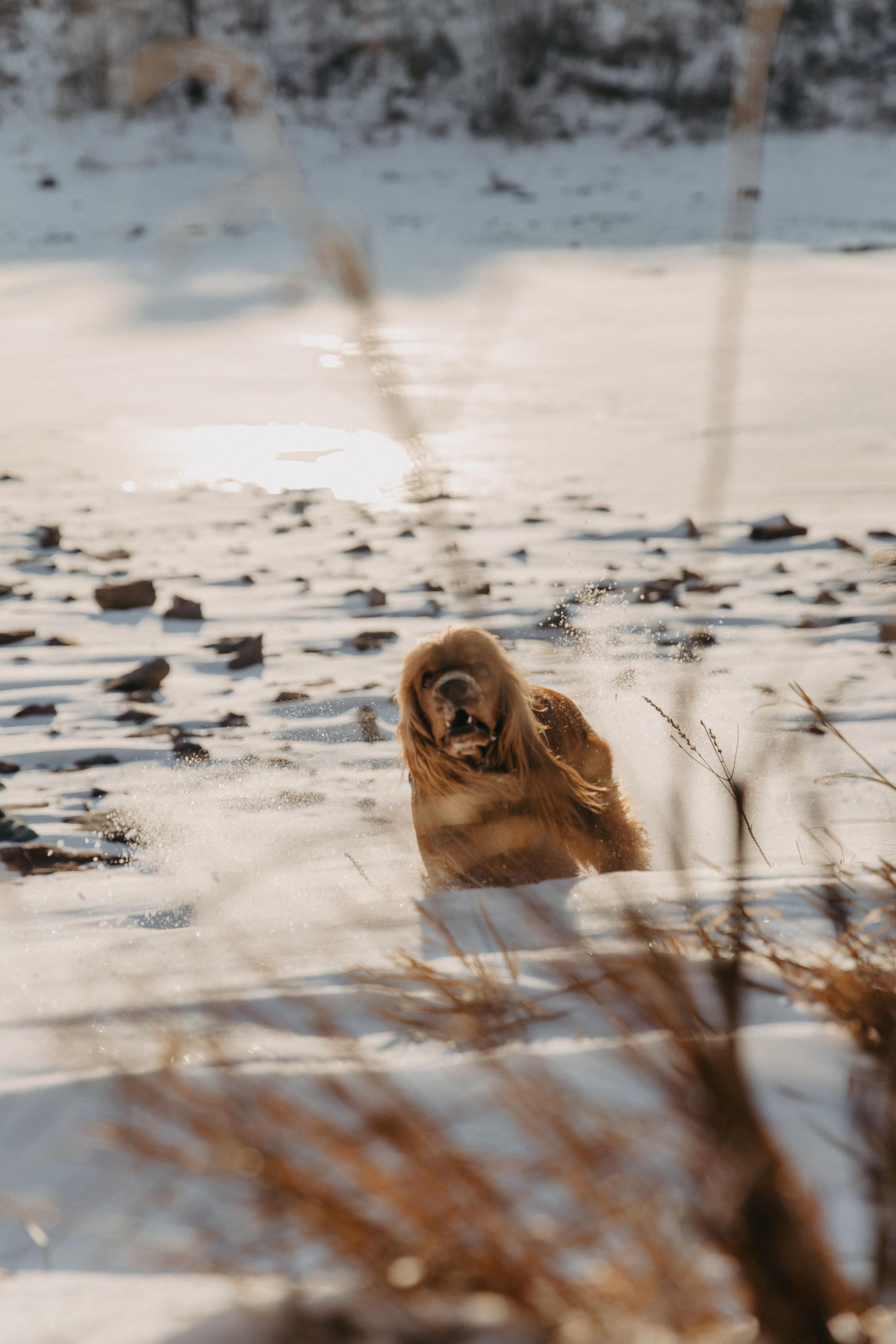 Владислав, Дарья и Арчи. Свадебный и Семейный фотограф по всему миру Анна Фёдорова