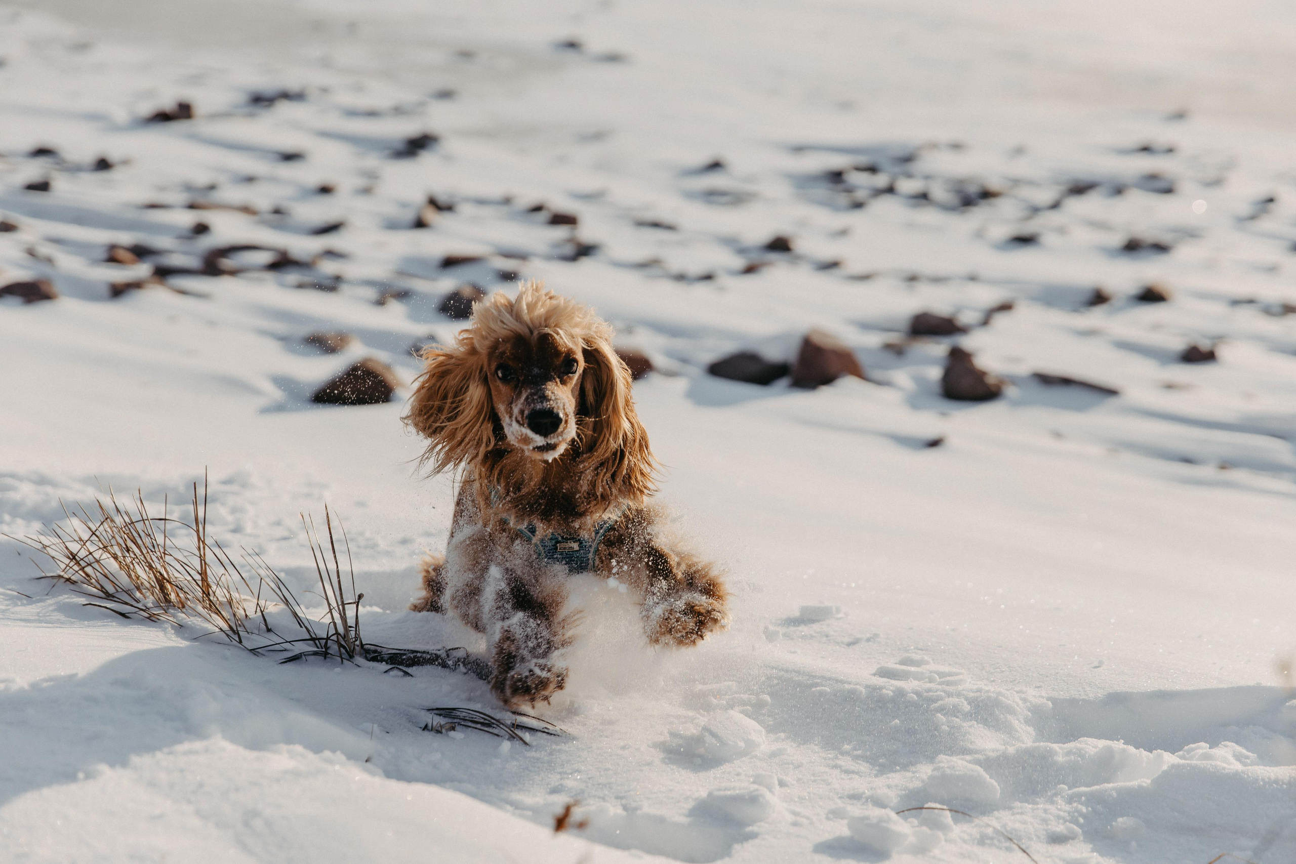 Владислав, Дарья и Арчи. Свадебный и Семейный фотограф по всему миру Анна Фёдорова