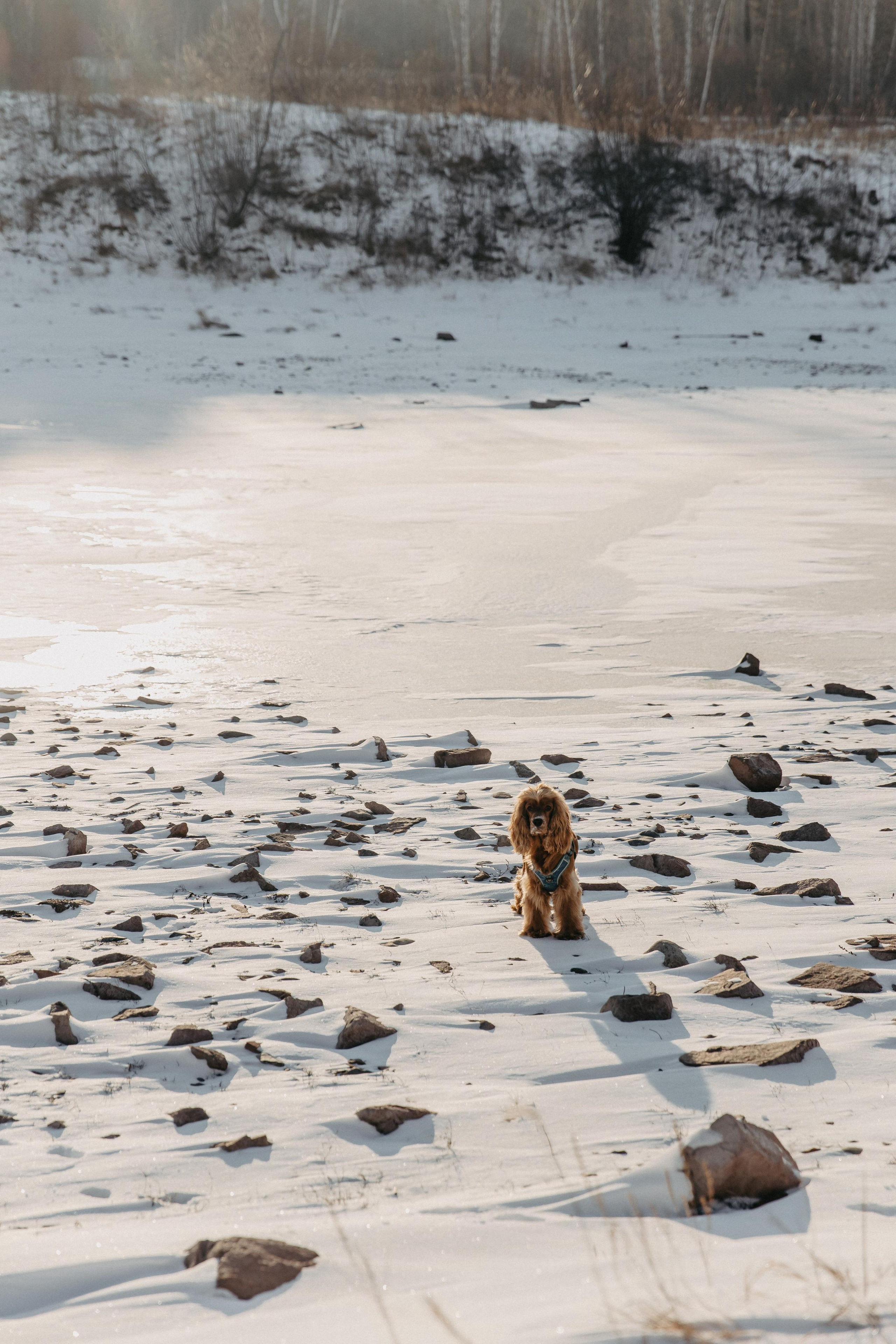 Владислав, Дарья и Арчи. Свадебный и Семейный фотограф по всему миру Анна Фёдорова