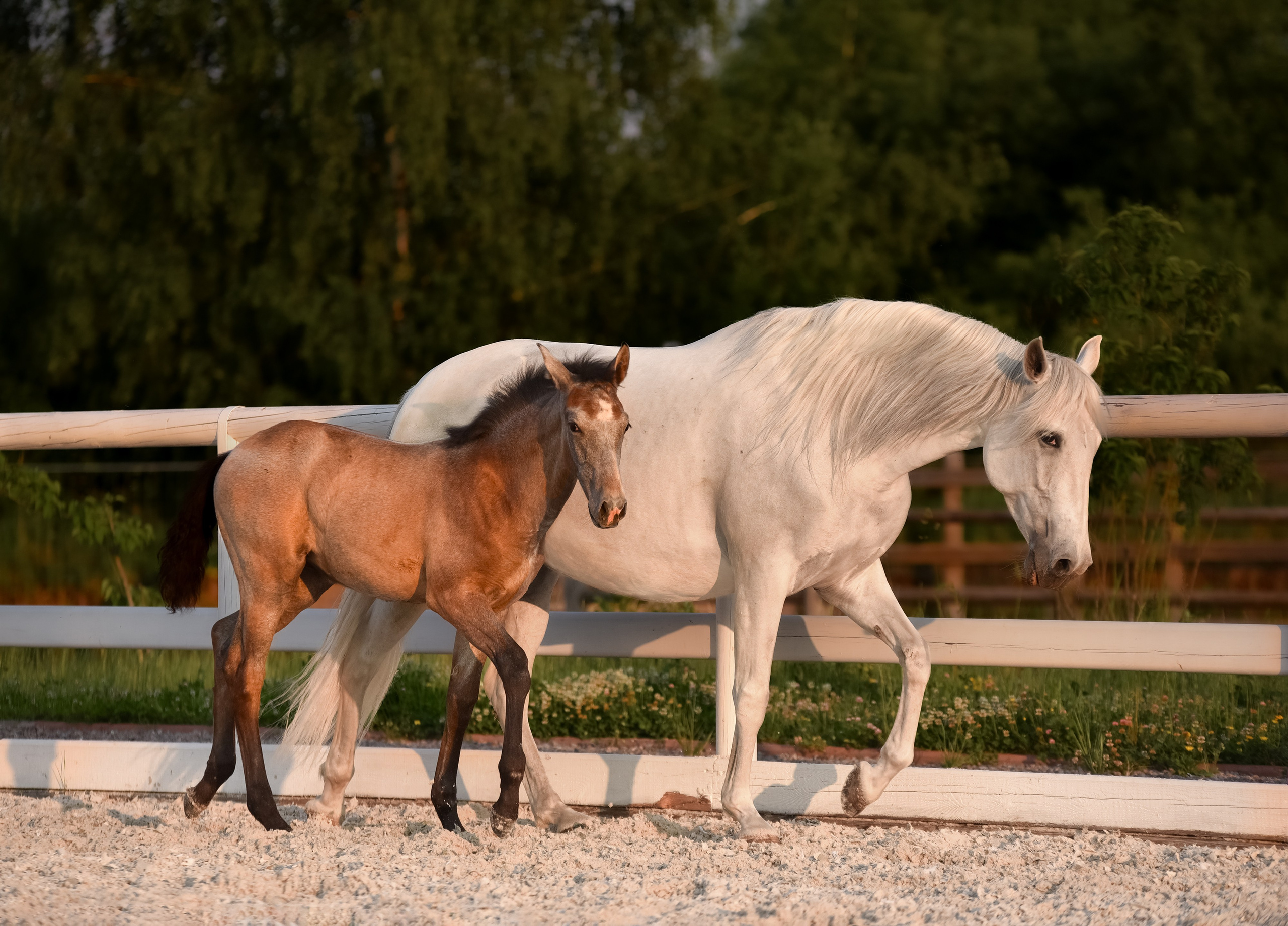 Лошади на свободе, съемка лошадей, экстерьерная съемка, фотосессия