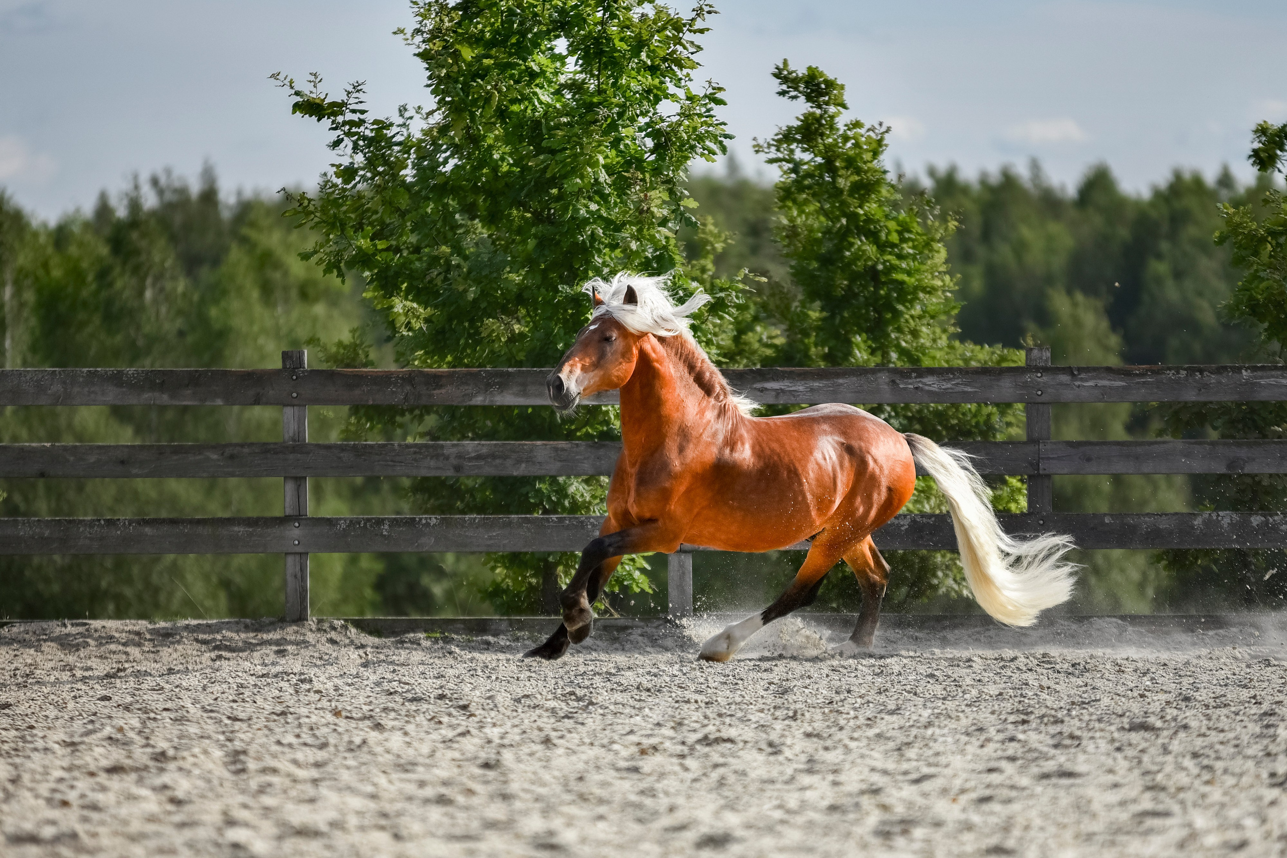 Лошади на свободе, съемка лошадей, экстерьерная съемка, фотосессия