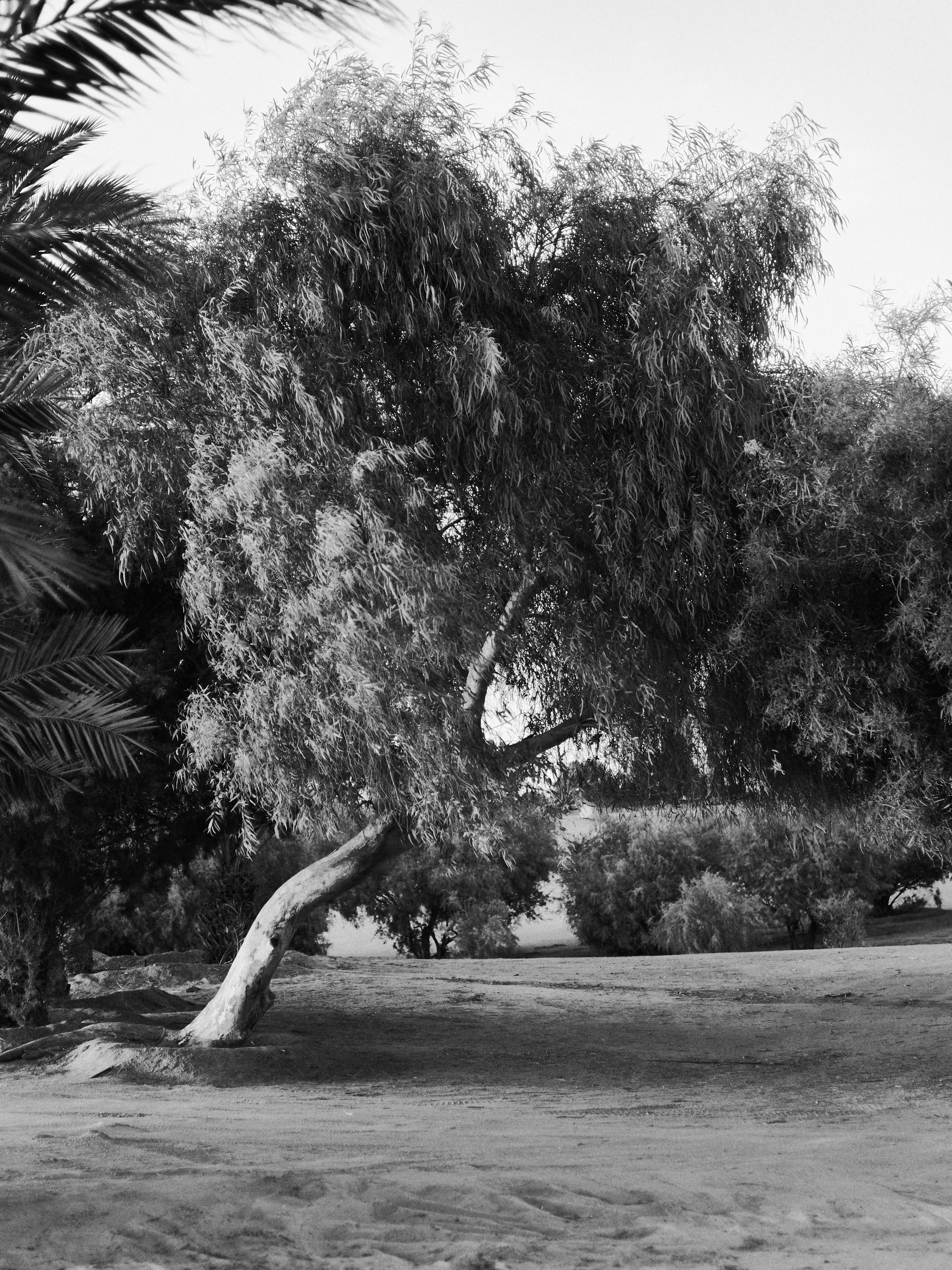 B&W. Jorgis — фотограф в Хургаде / обучение фотографии