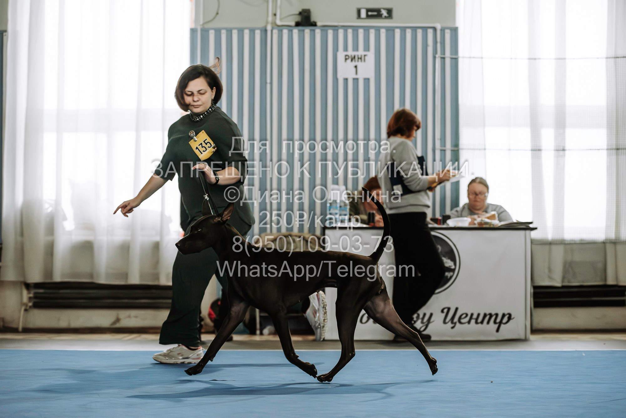 Выставка собак Красноярск 29.10.2023. Фотограф Диана Оленина Красноярск / Братск