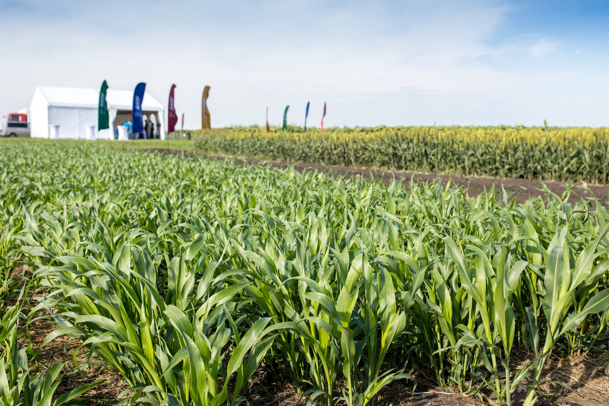 Решения для сельского хозяйства BASF 16.08.2022. Владислав Волков | Фотография и видеосъемка в Воронеже
