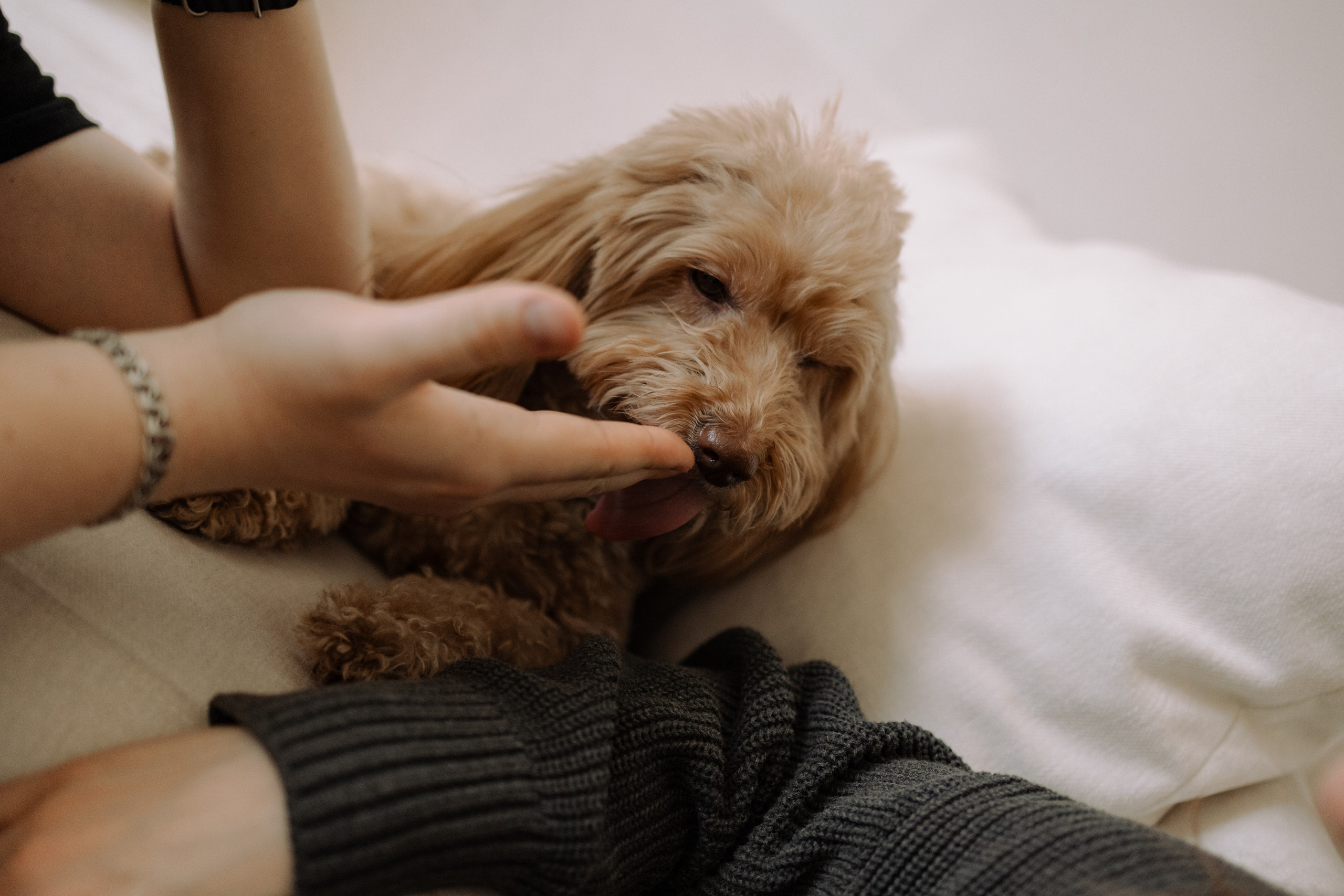 Шкипер и его семья. Фотограф — Анималист | Санкт-Петербург