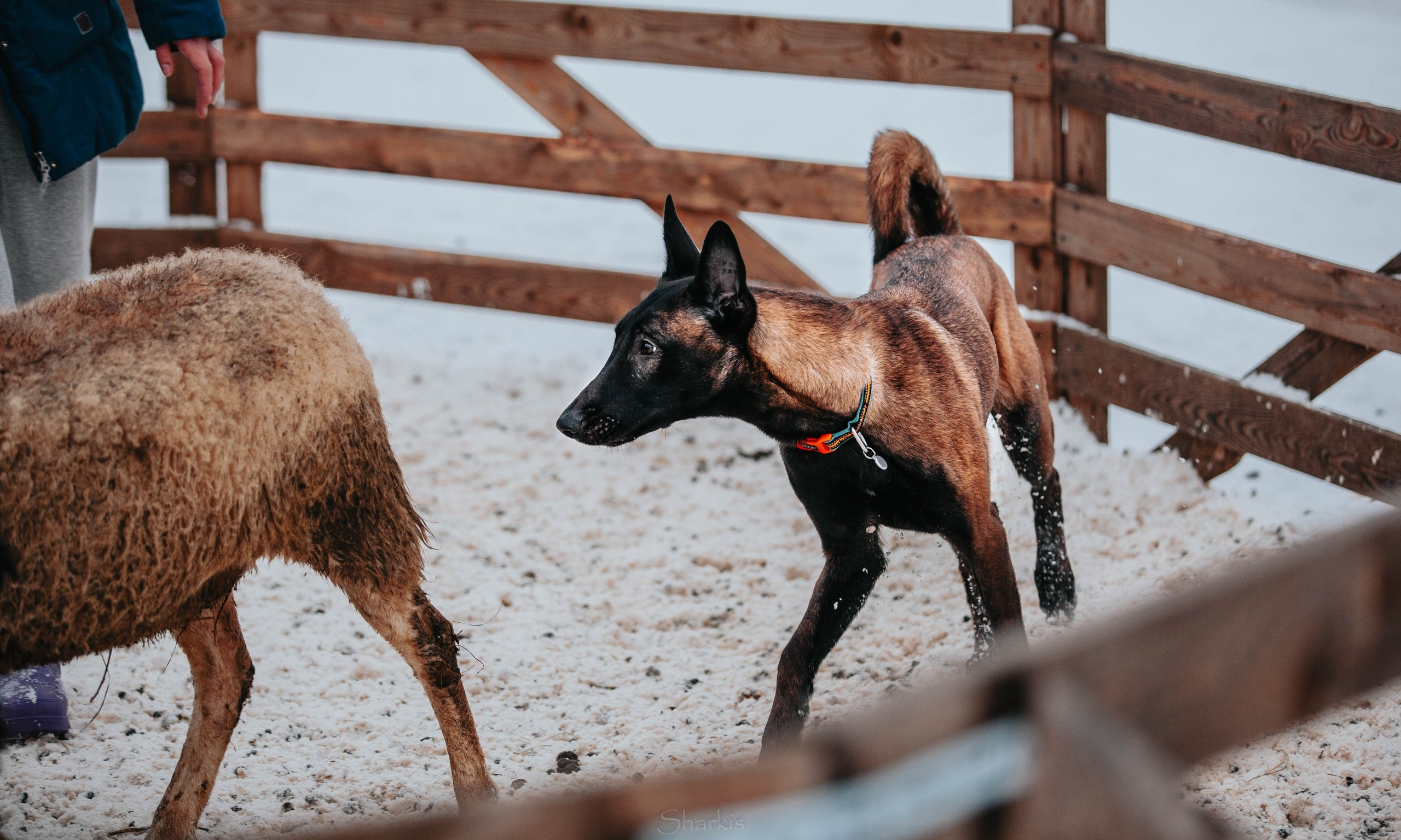 Шмель и Дрель. Фотограф Елизавета Филатова