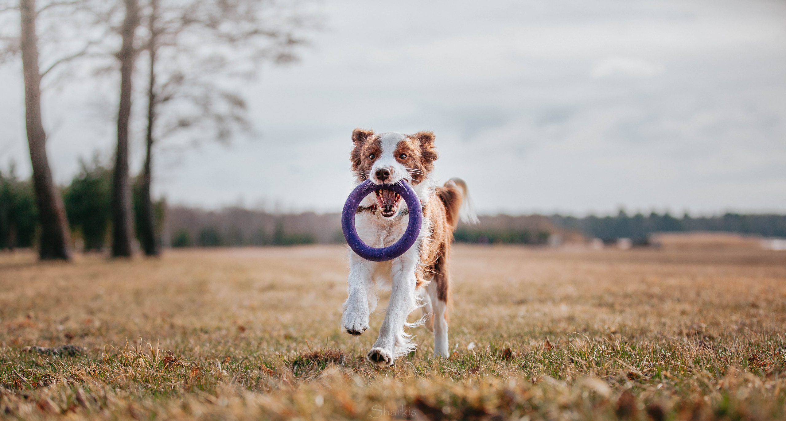 Бордюха, Лора, Берта, Мета. Главная