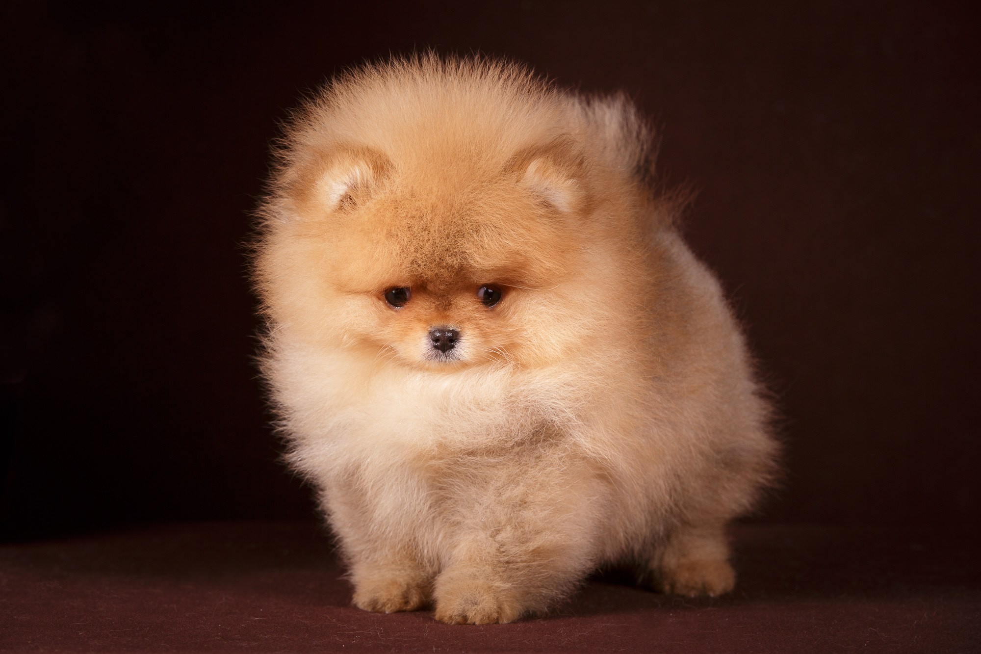 Фотосъёмки щенков. Фотограф-анималист Natalia Deingel | Фотосъемка собак в Москве