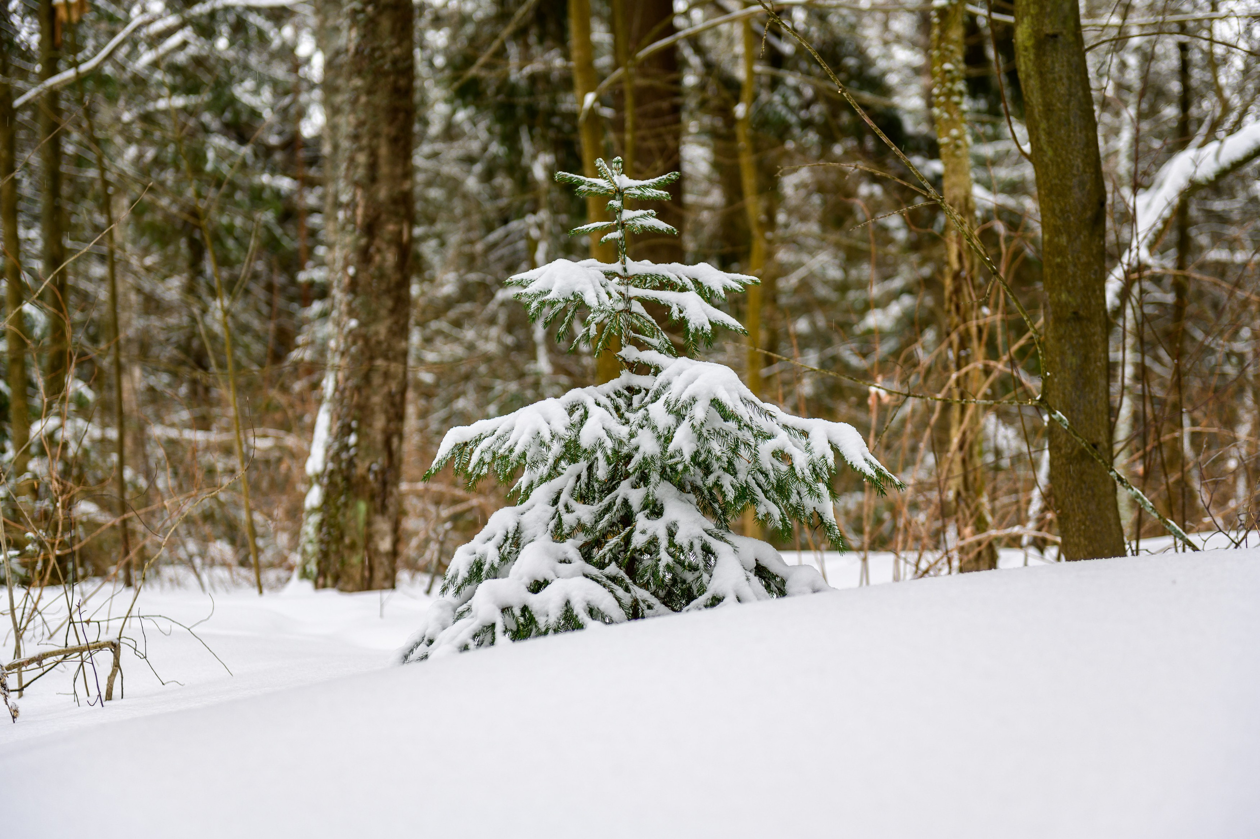 Landscape, nature, plants, details of the world around us. Personal website of photographer Dmitry Raikin