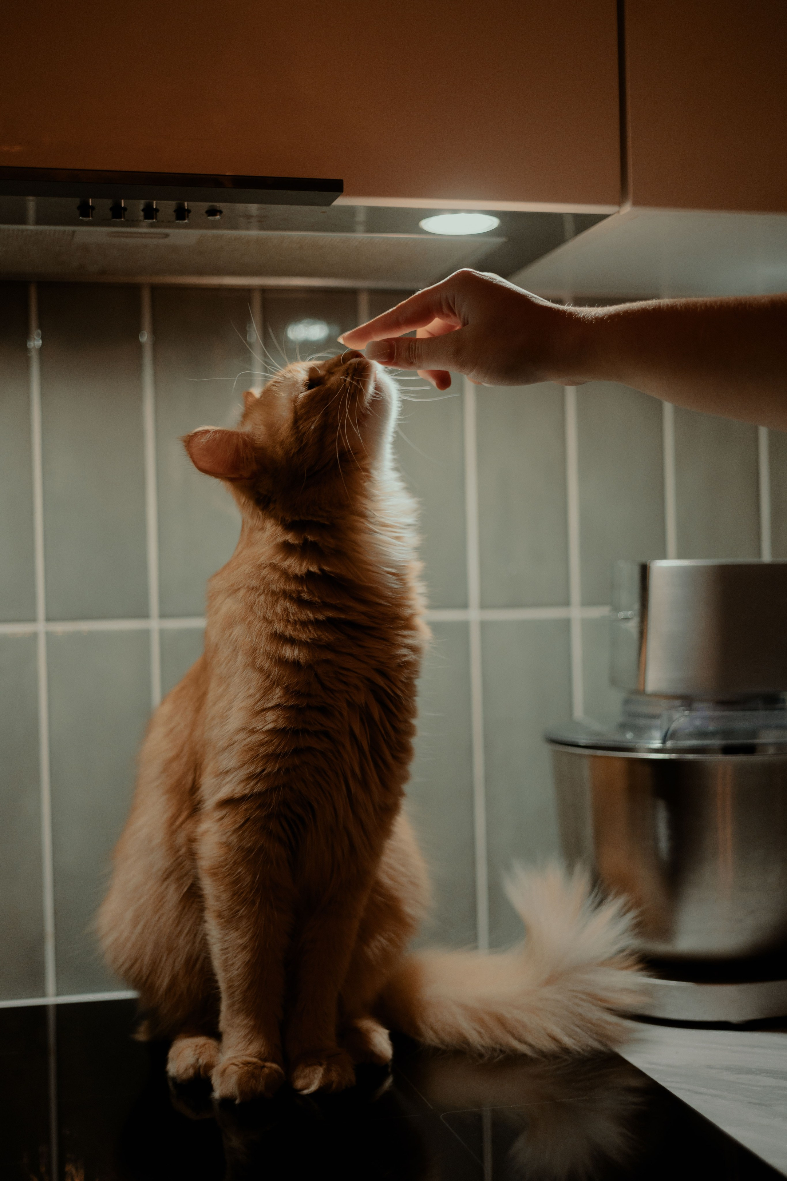 Рыжий Маффин, Алёна и Антон. Фотограф Анималист Екатерина Справцева в Нижнем Новгороде