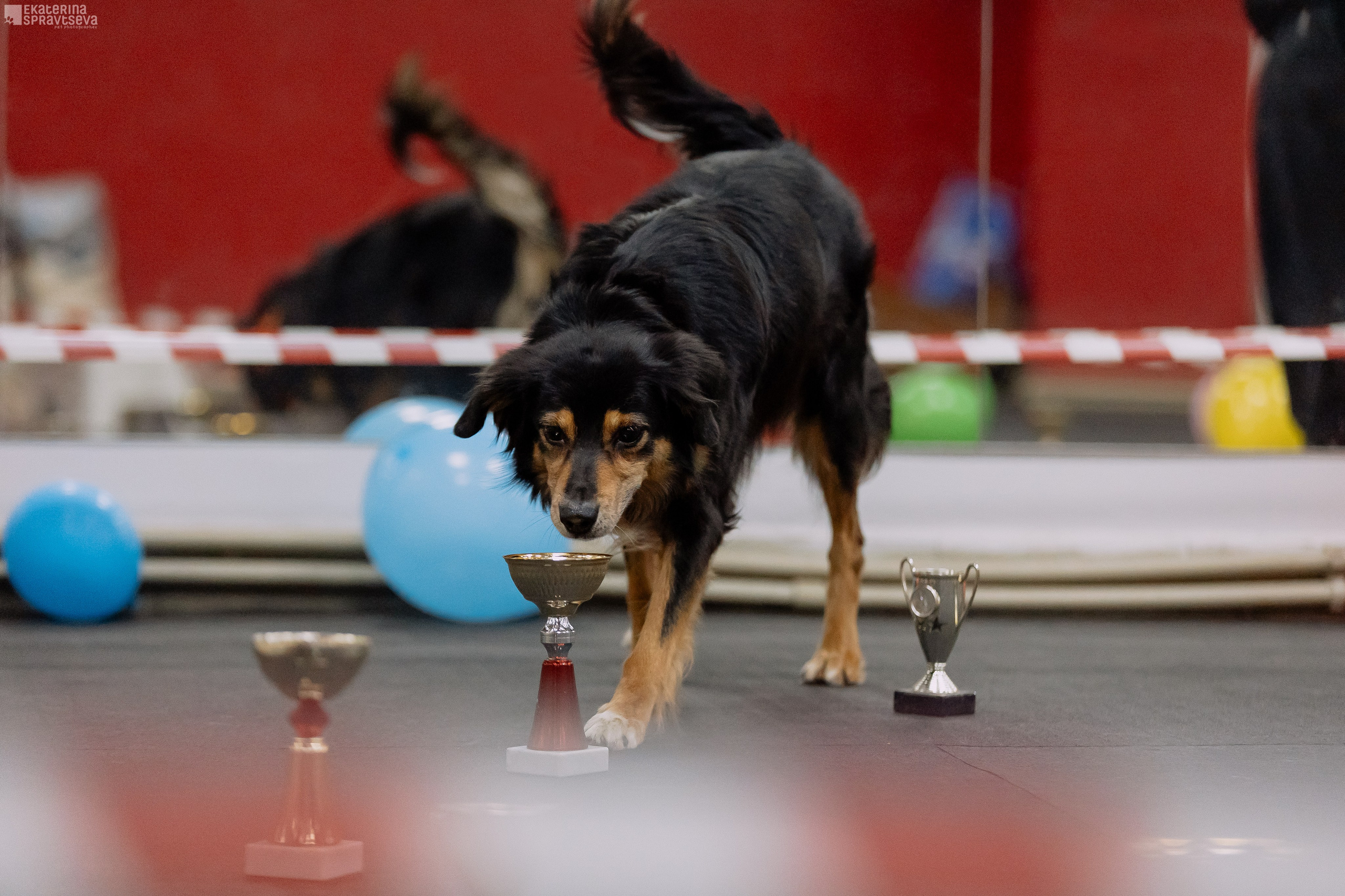 Праздник NoseWork. Фотограф Анималист Екатерина Справцева в Нижнем Новгороде