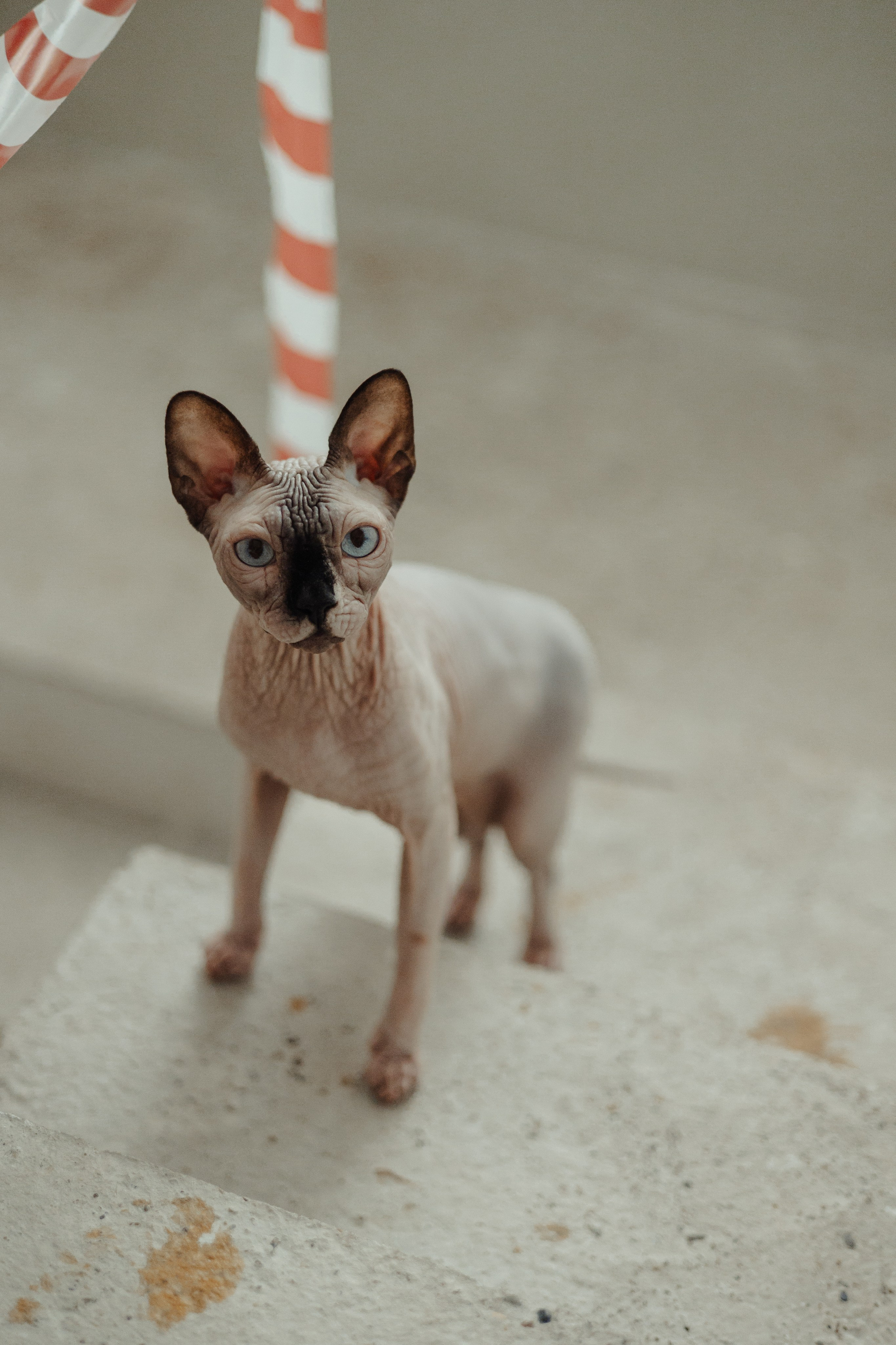 Алина, Илья и их хвосты. Фотограф Анималист Екатерина Справцева в Нижнем Новгороде
