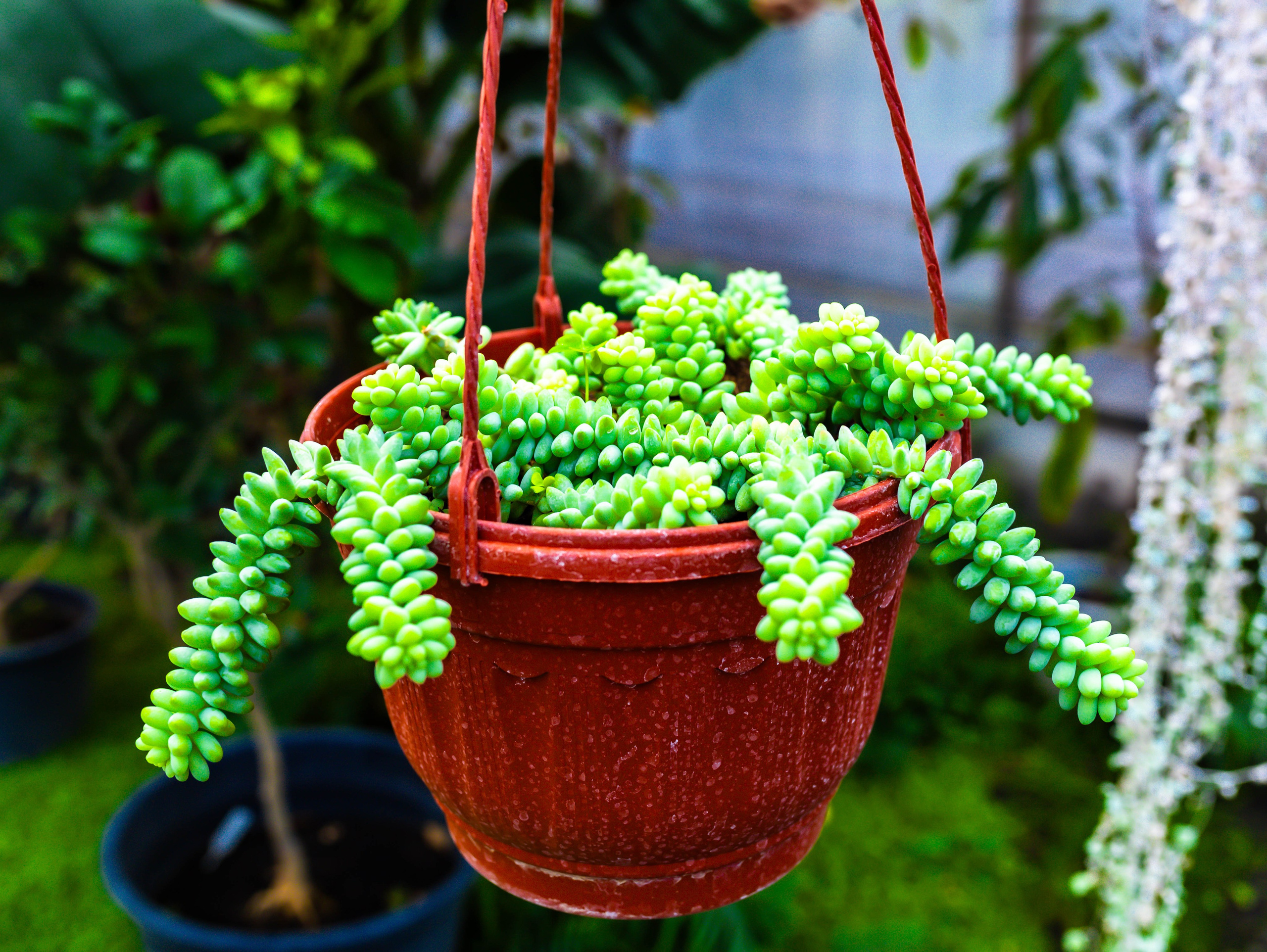 Фотографии природы Липецка. Свадебный и семейный фотограф Виолетта в Липецке