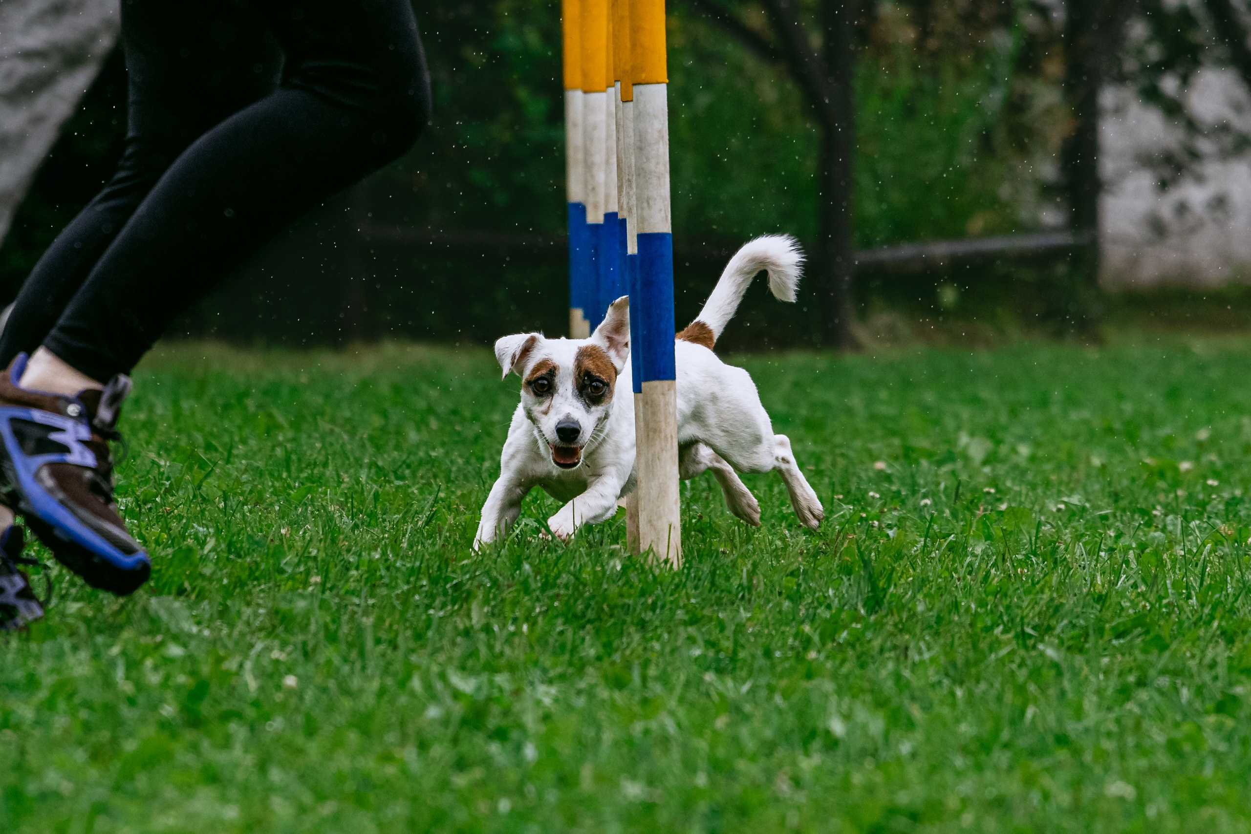 Соревнования по аджилити Долгопрудный 30.06.2025. Фотограф-анималист Татьяна Степанова