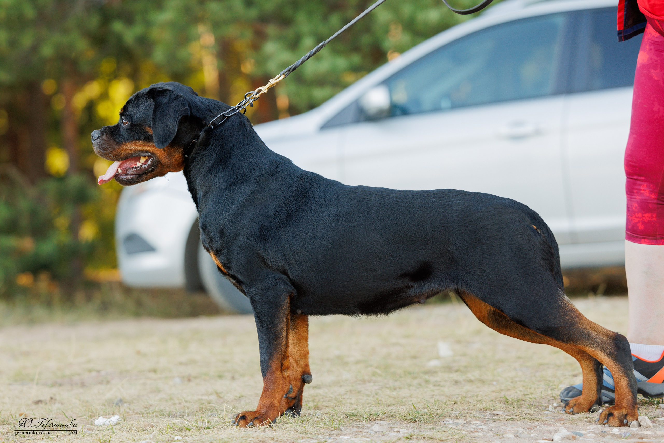 ПК и КЧК ротвейлеры Тверь 6-7.07.2024. Фотограф-анималист Юлия Германика