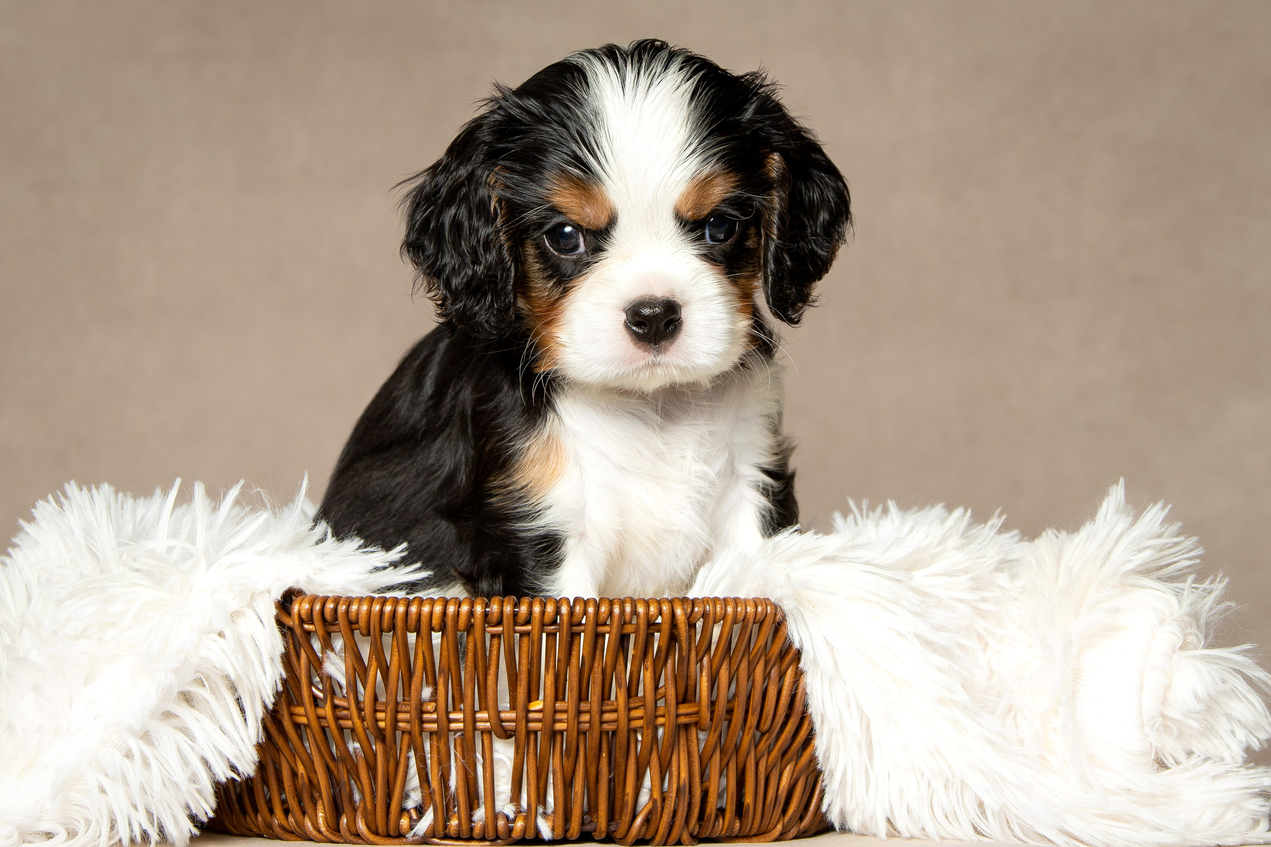 Кавалер Кинг Чарльз спаниель. Юлия Микульская. Рыбинск