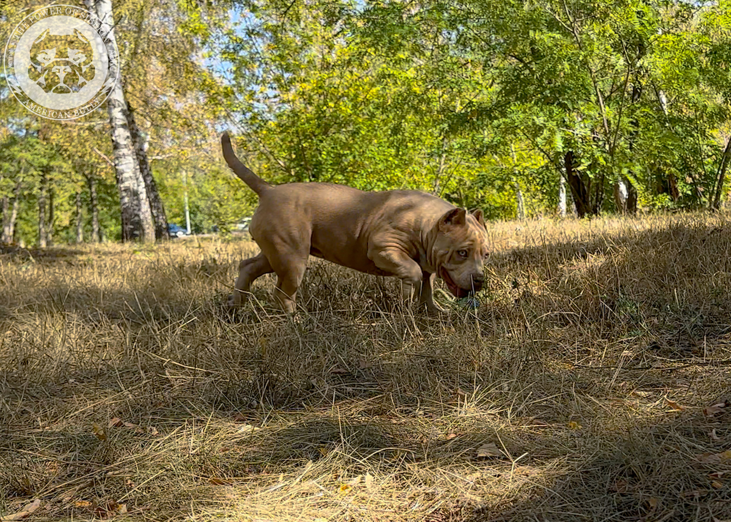 Помет Каспер и Тагира. 21.04.25. Американский Булли в г. Ростов-на-Дону. Питомник THE POWER OF SIBERIA
