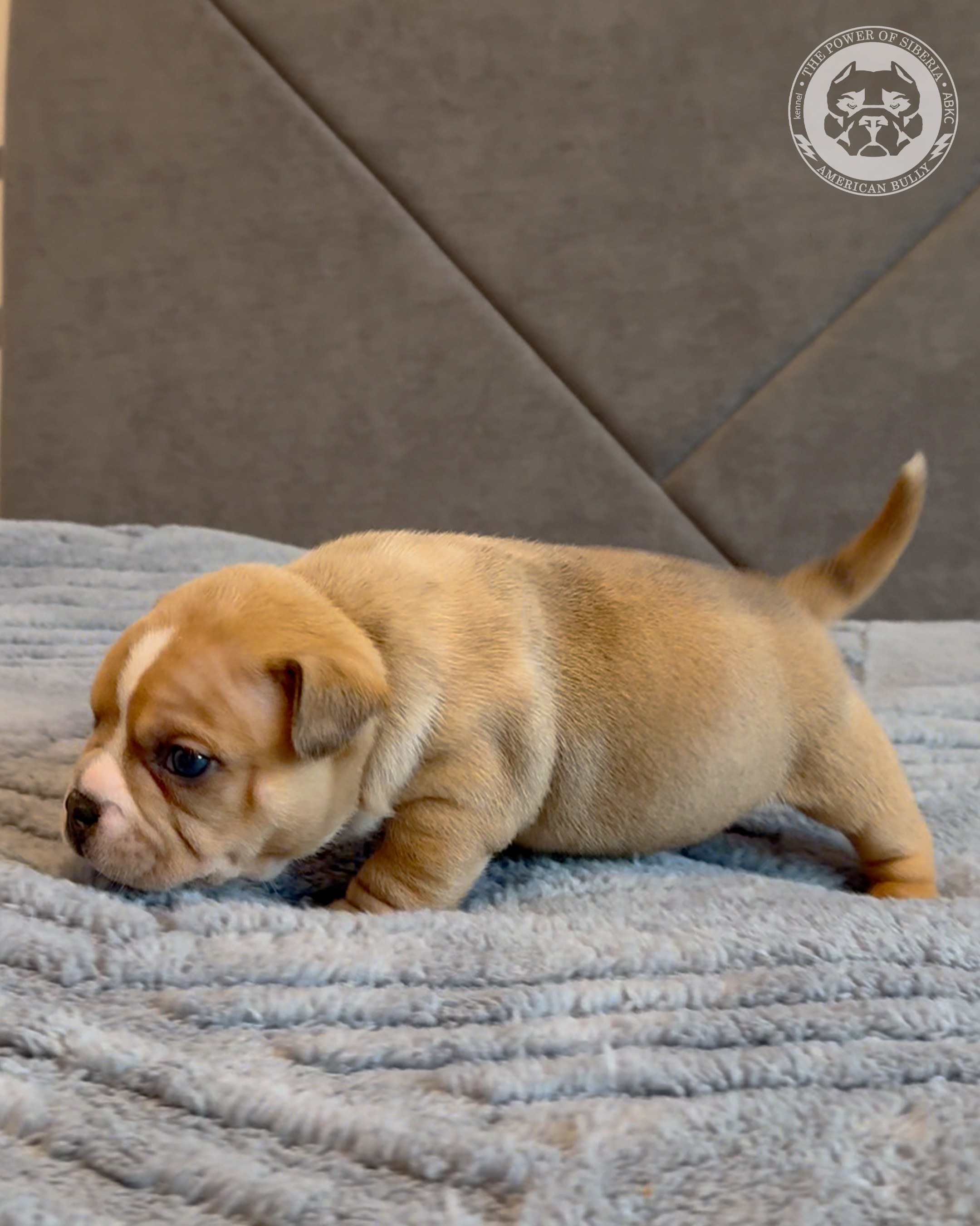 Свободные щенки Американский Булли, в типах покет, классик, стандарт. Американский Булли в г. Ростов-на-Дону. Питомник THE POWER OF SIBERIA