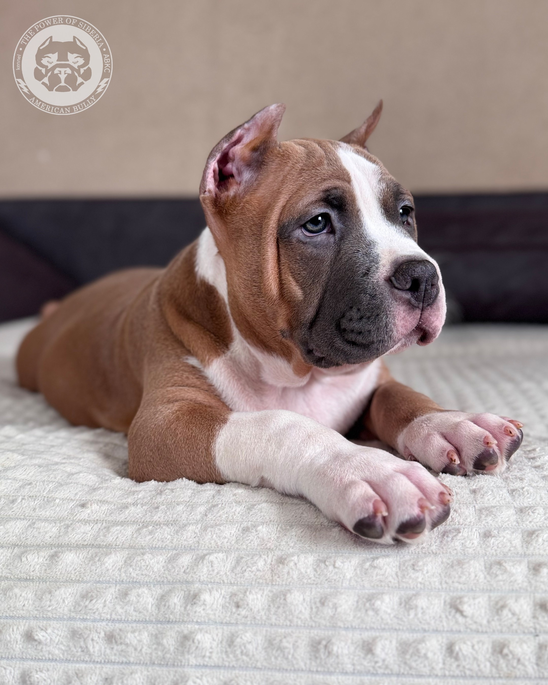 13.12.25-Мия-Турук. Американский Булли в г. Ростов-на-Дону. Питомник THE POWER OF SIBERIA