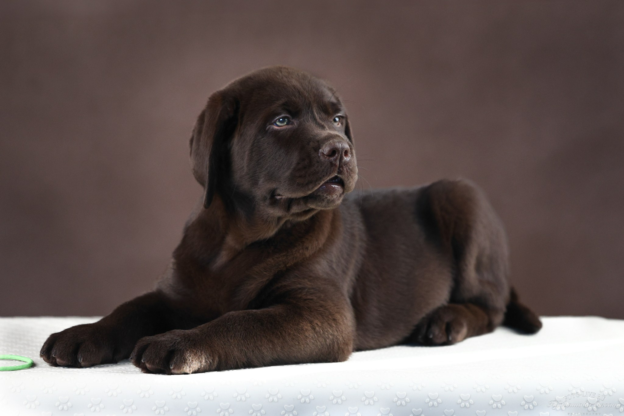 Лабрадоры. Фотограф 📸 анималист, предметный, репортажный