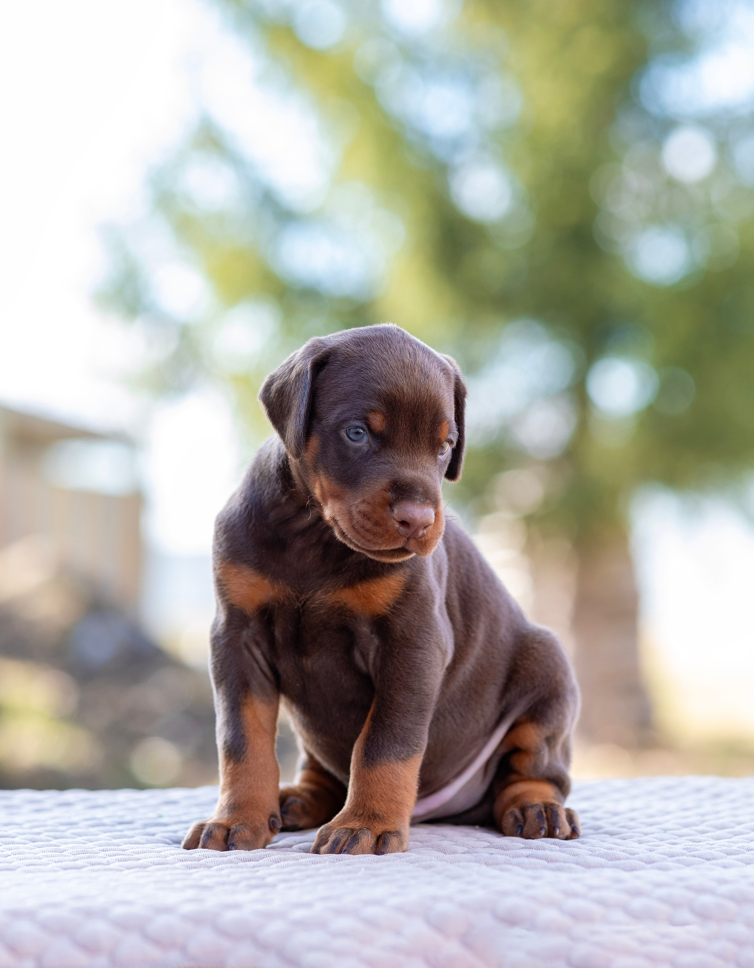 Доберман. Фотограф — анималист Татьяна Ли