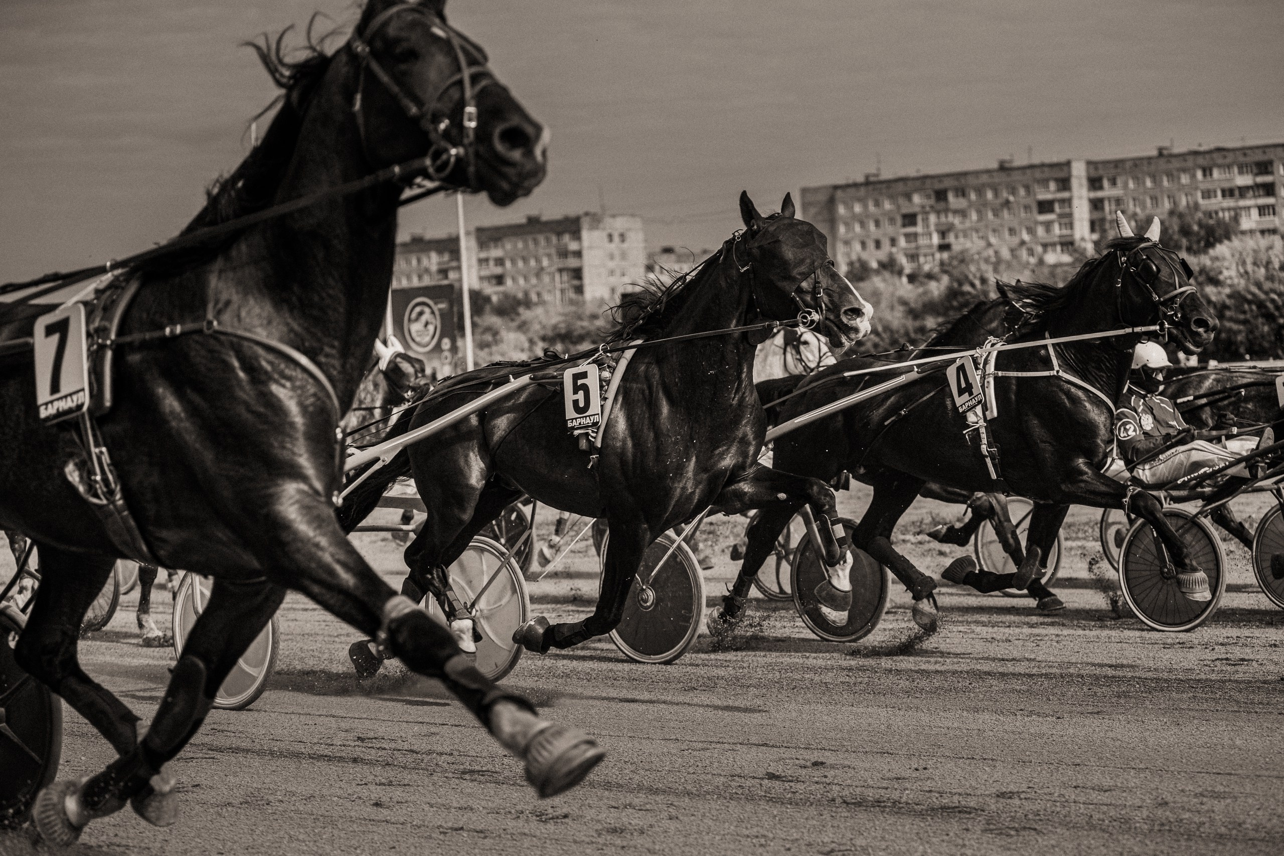 Рысистые бега. Главная