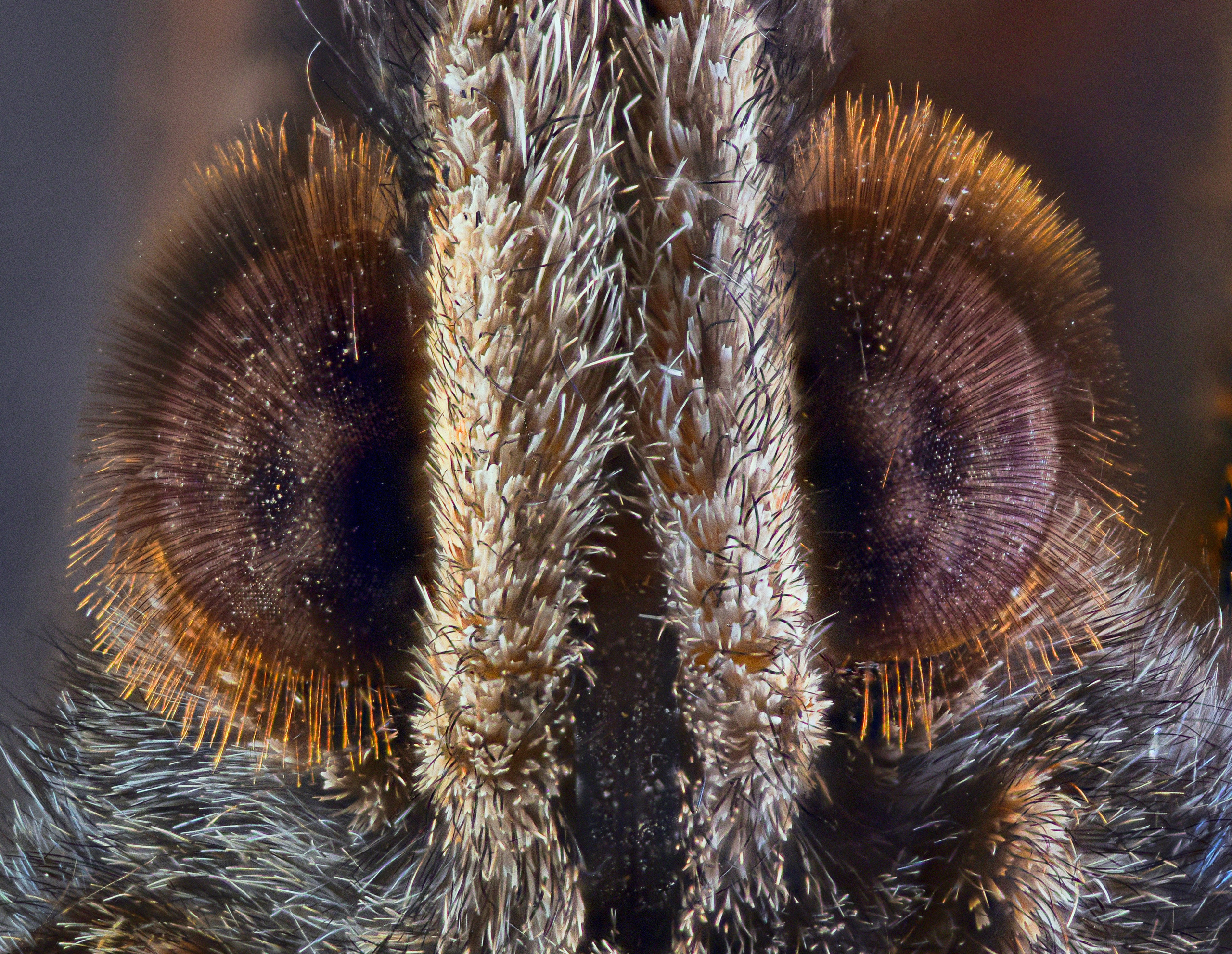 Разное. Fotolux