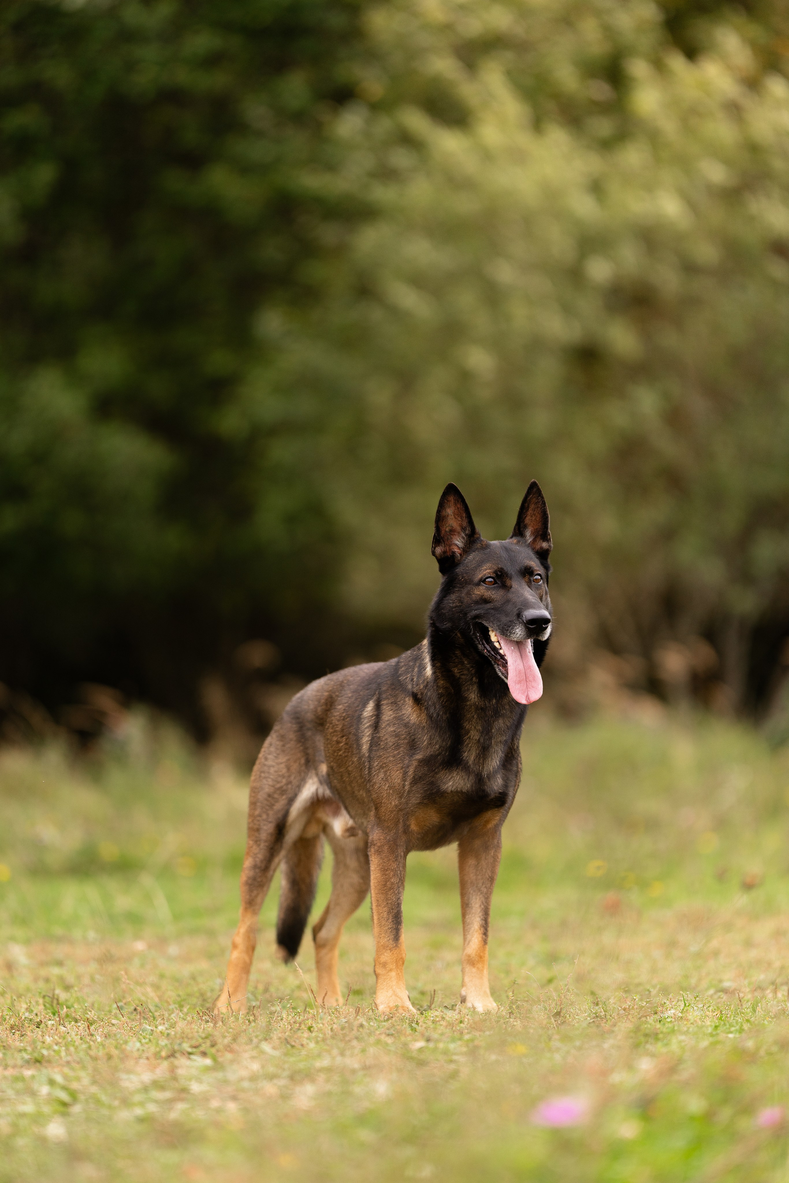 Макс. Фотограф и видеограф анималист Аганина Дарья