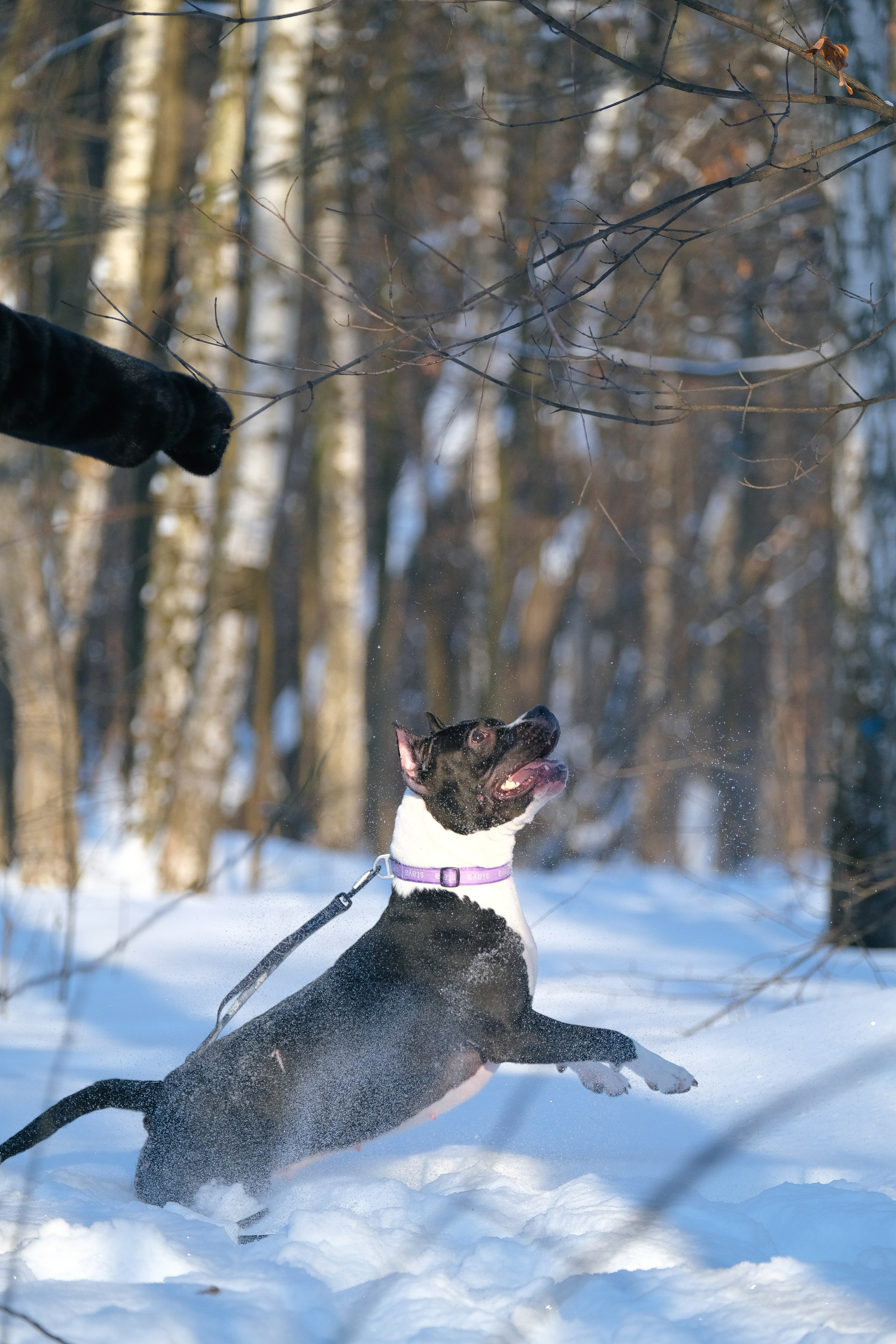 Баста и Эйгон. Фотограф и видеограф анималист Аганина Дарья