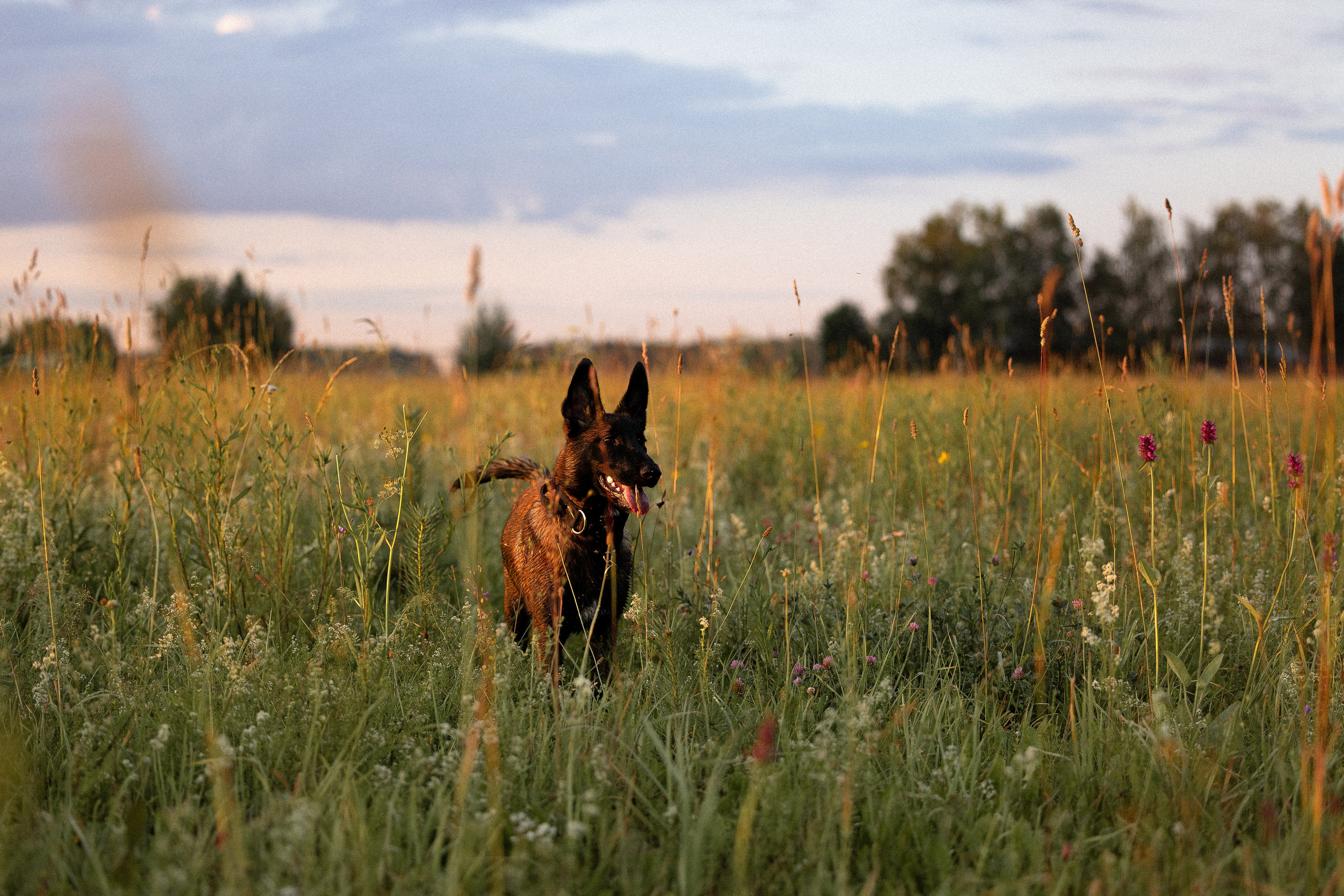 Галина и Лоя. Фотограф и видеограф анималист Аганина Дарья