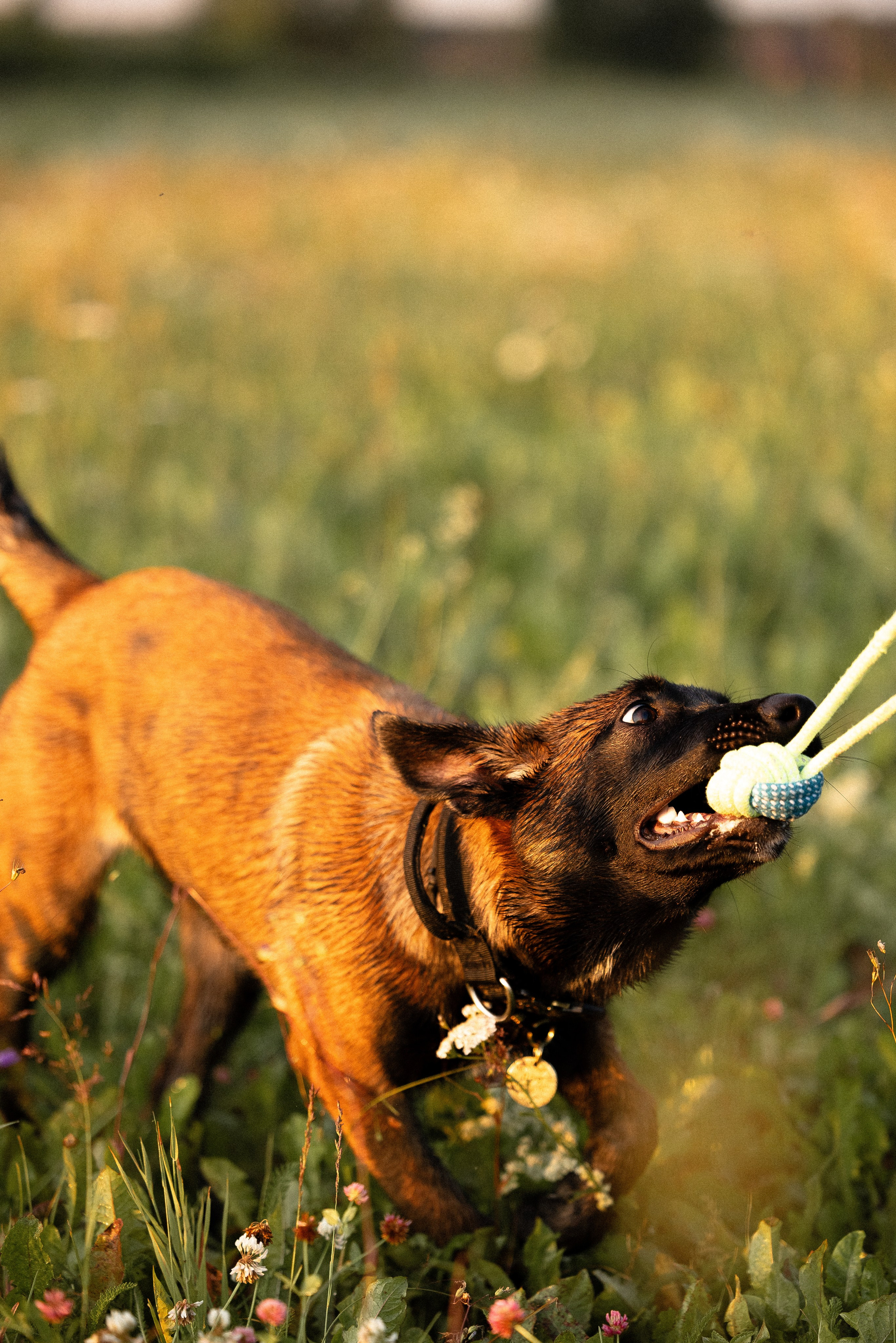 Галина и Лоя. Фотограф и видеограф анималист Аганина Дарья