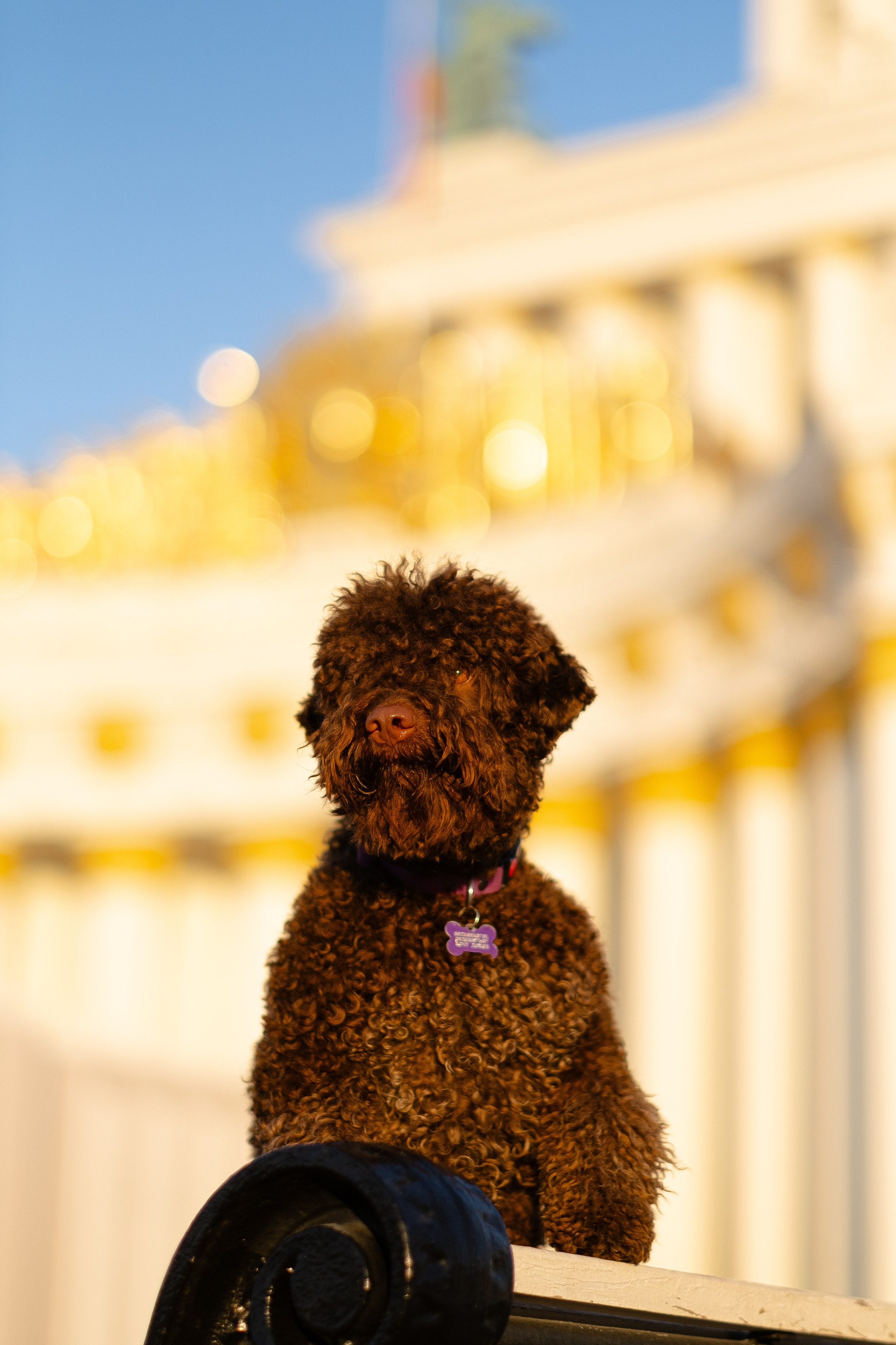 Тьеринна и Миша. Фотограф и видеограф анималист Аганина Дарья