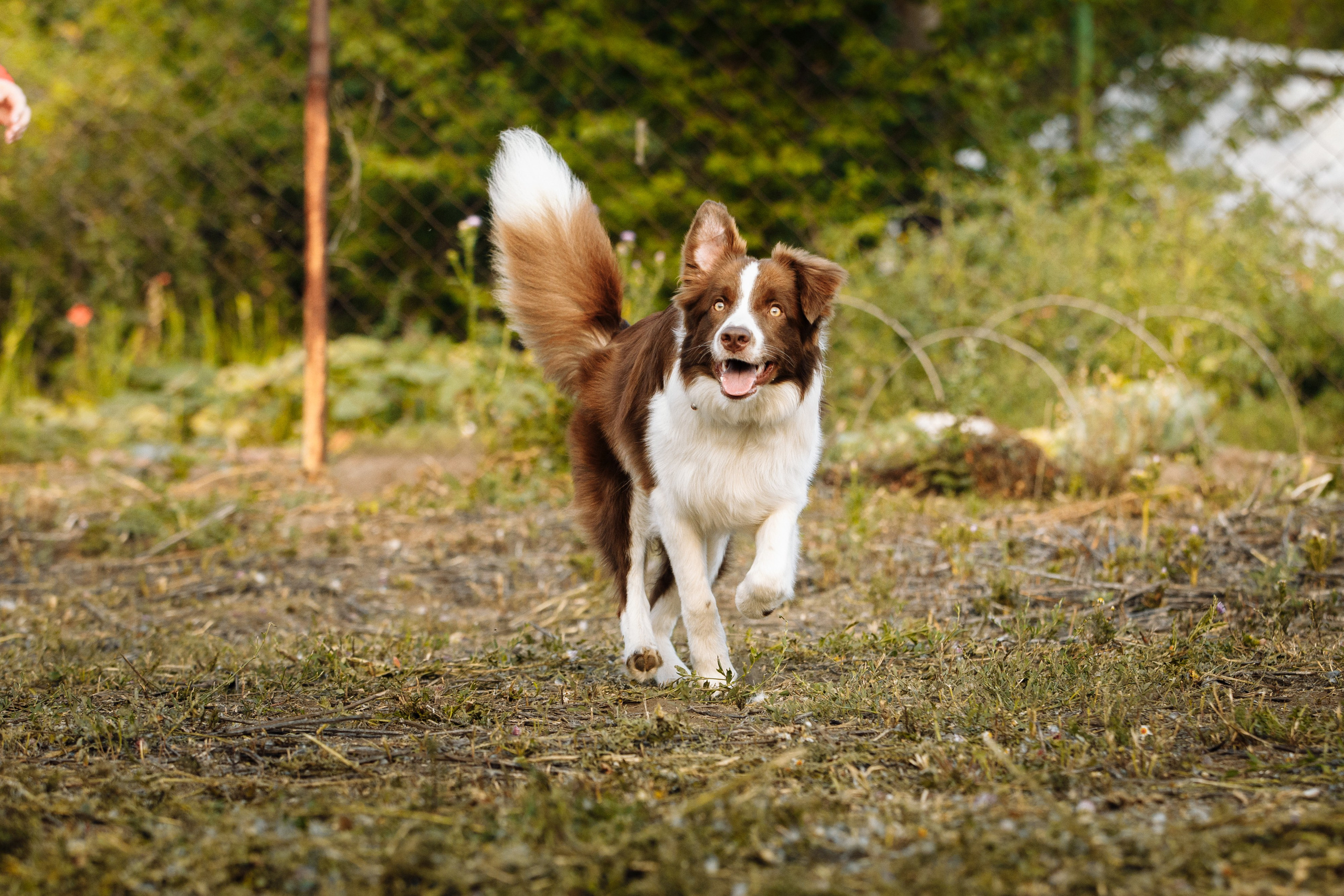 Овечий день. О нас