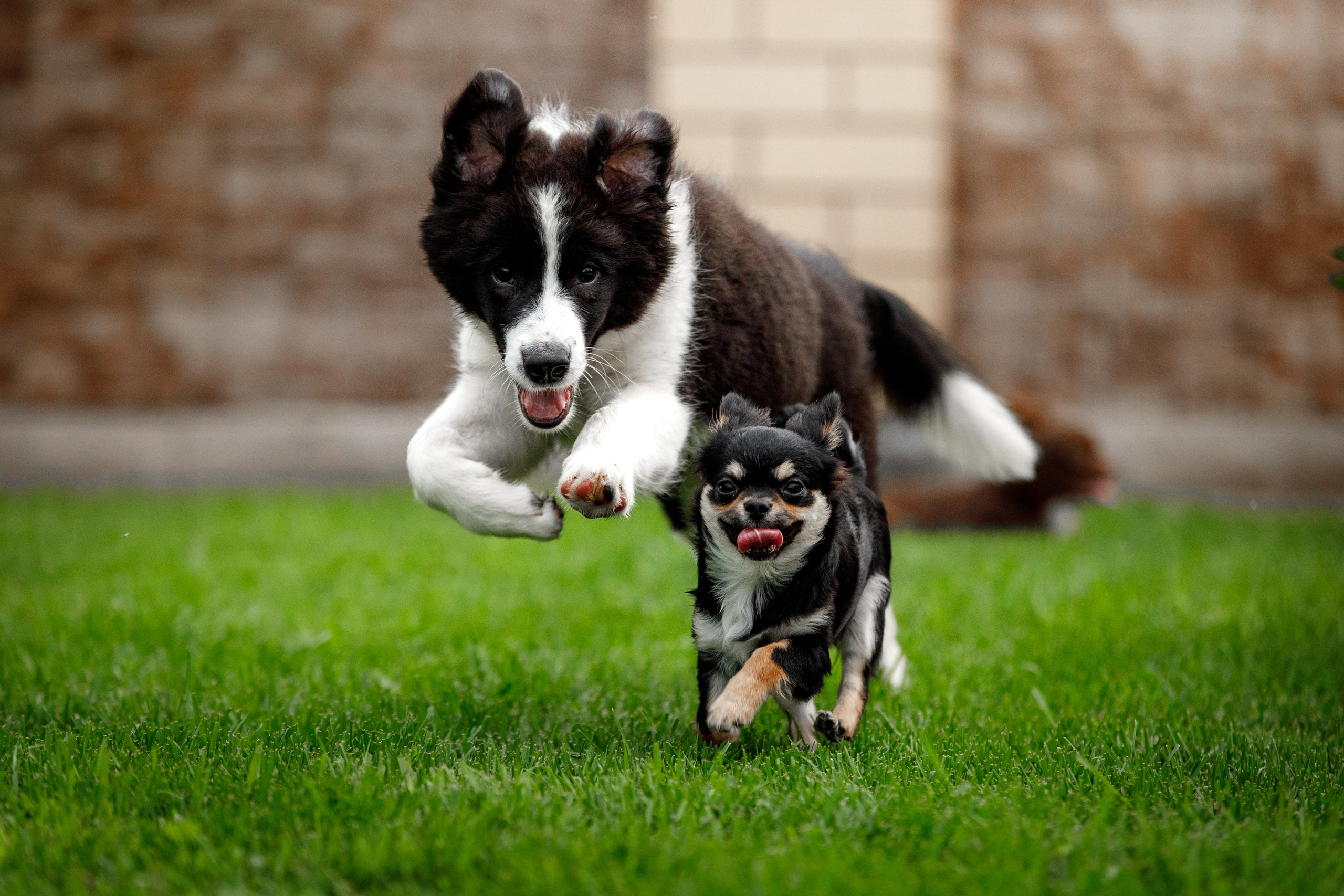 Болтовня в саду. О нас