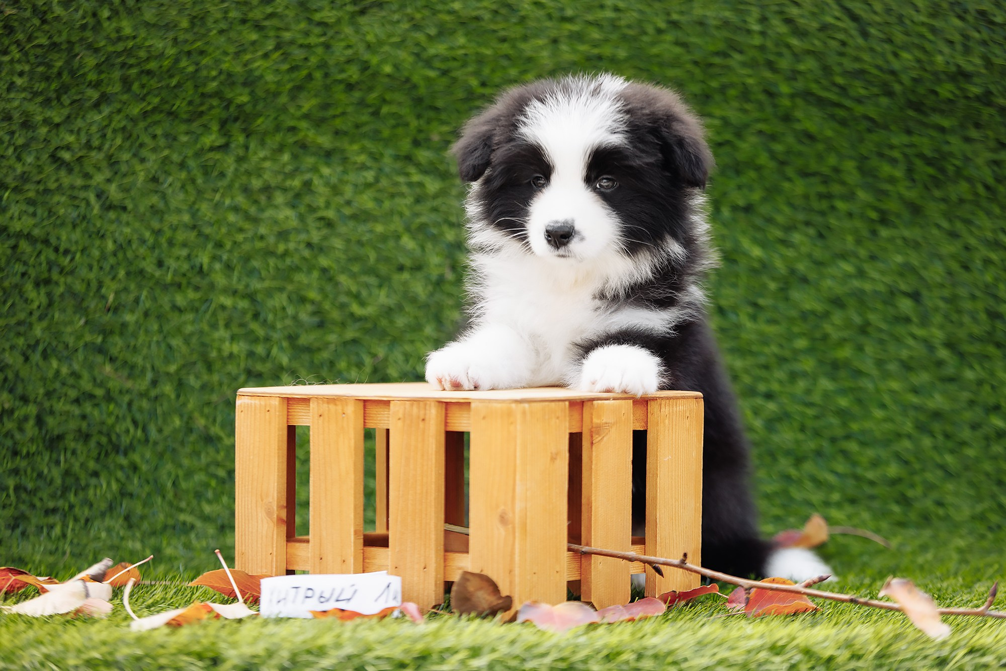 Новый лист. О нас