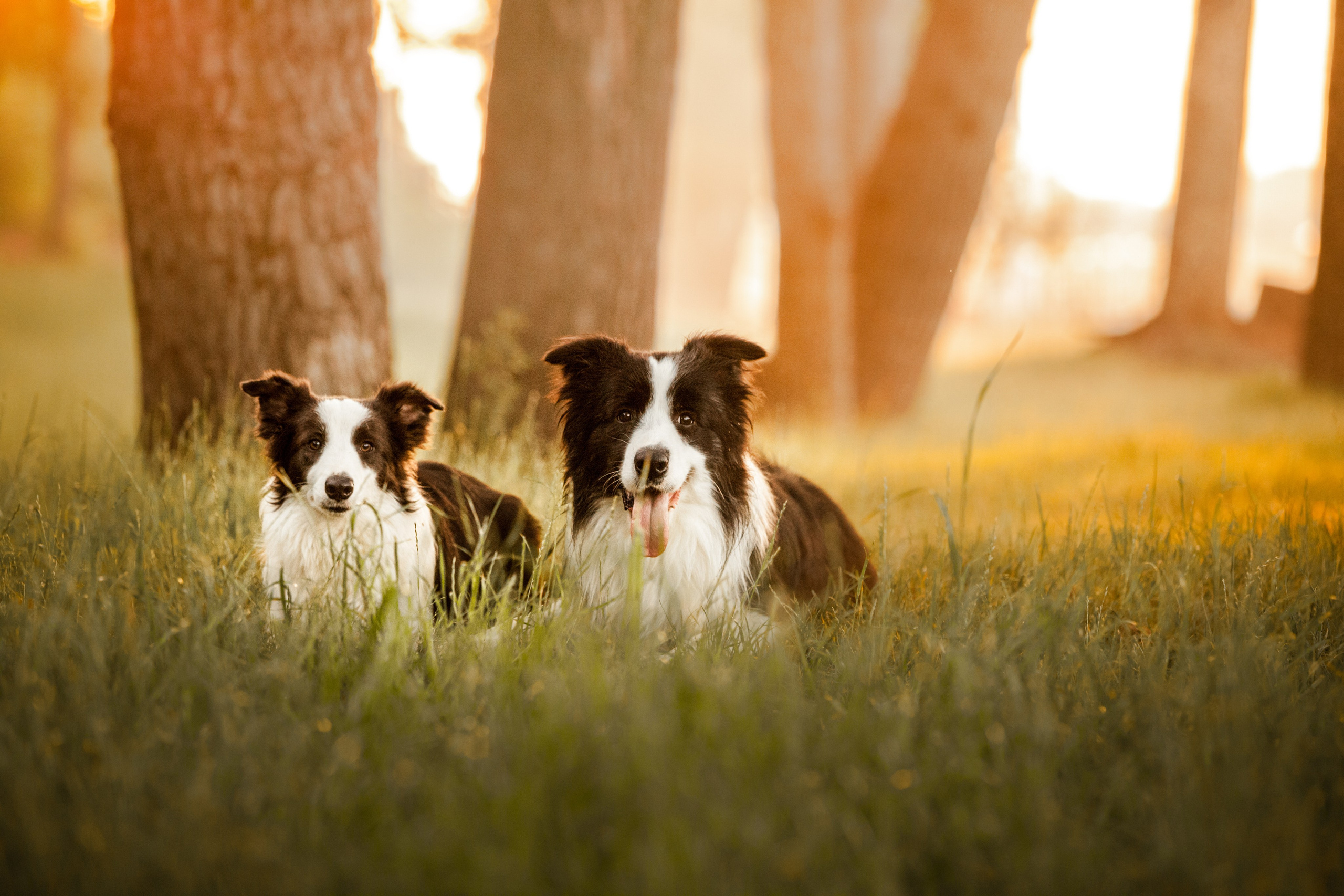 Сочный рассвет, на который решились. О нас