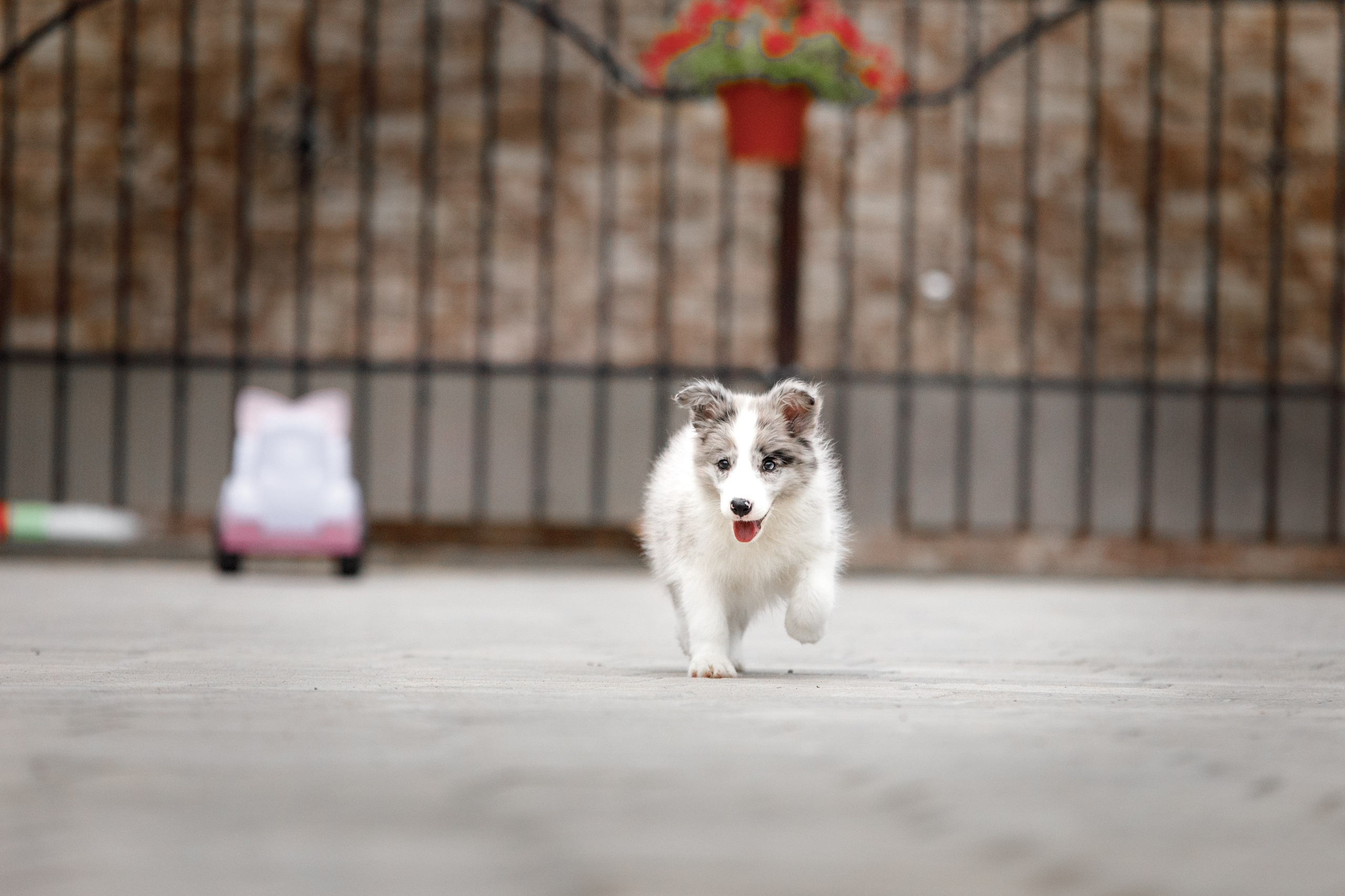 Болтовня в саду. О нас