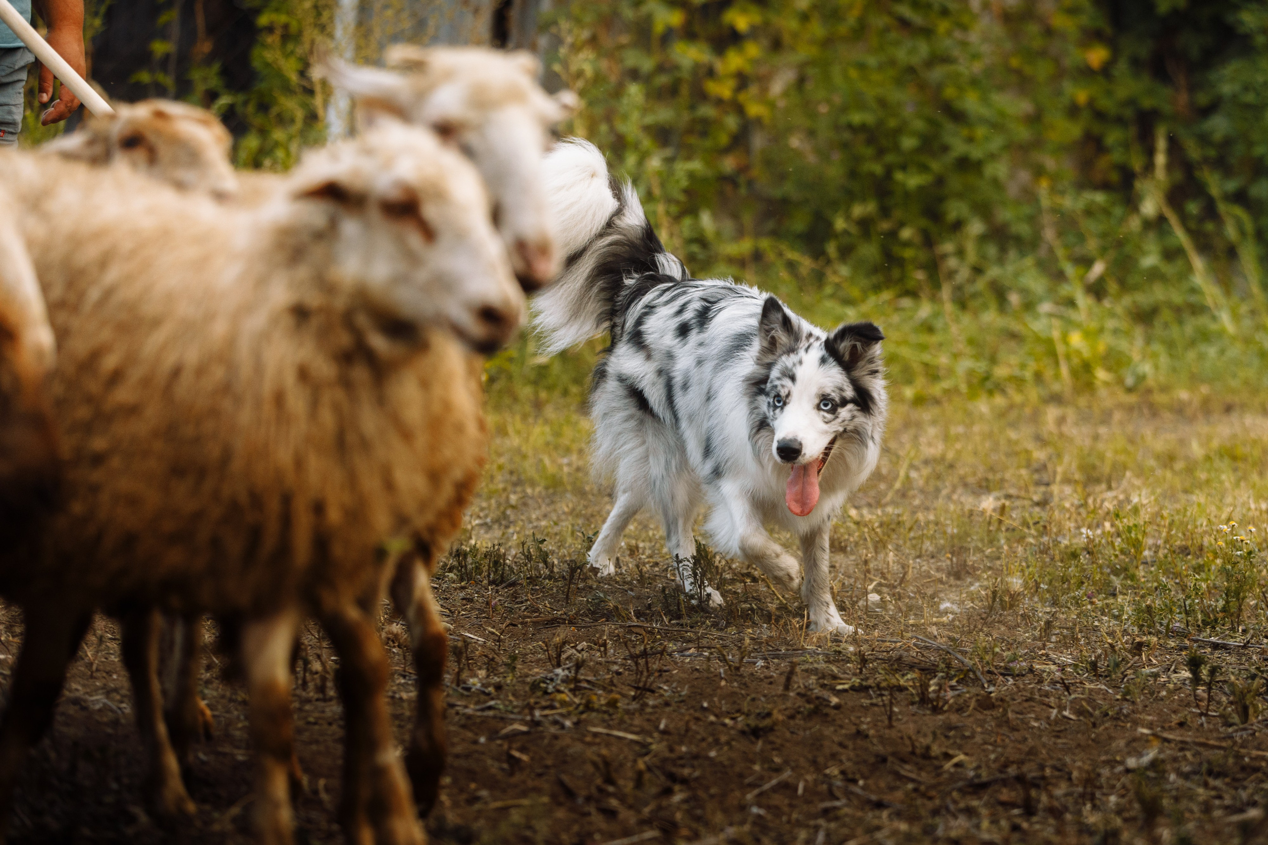 Овечий день. О нас