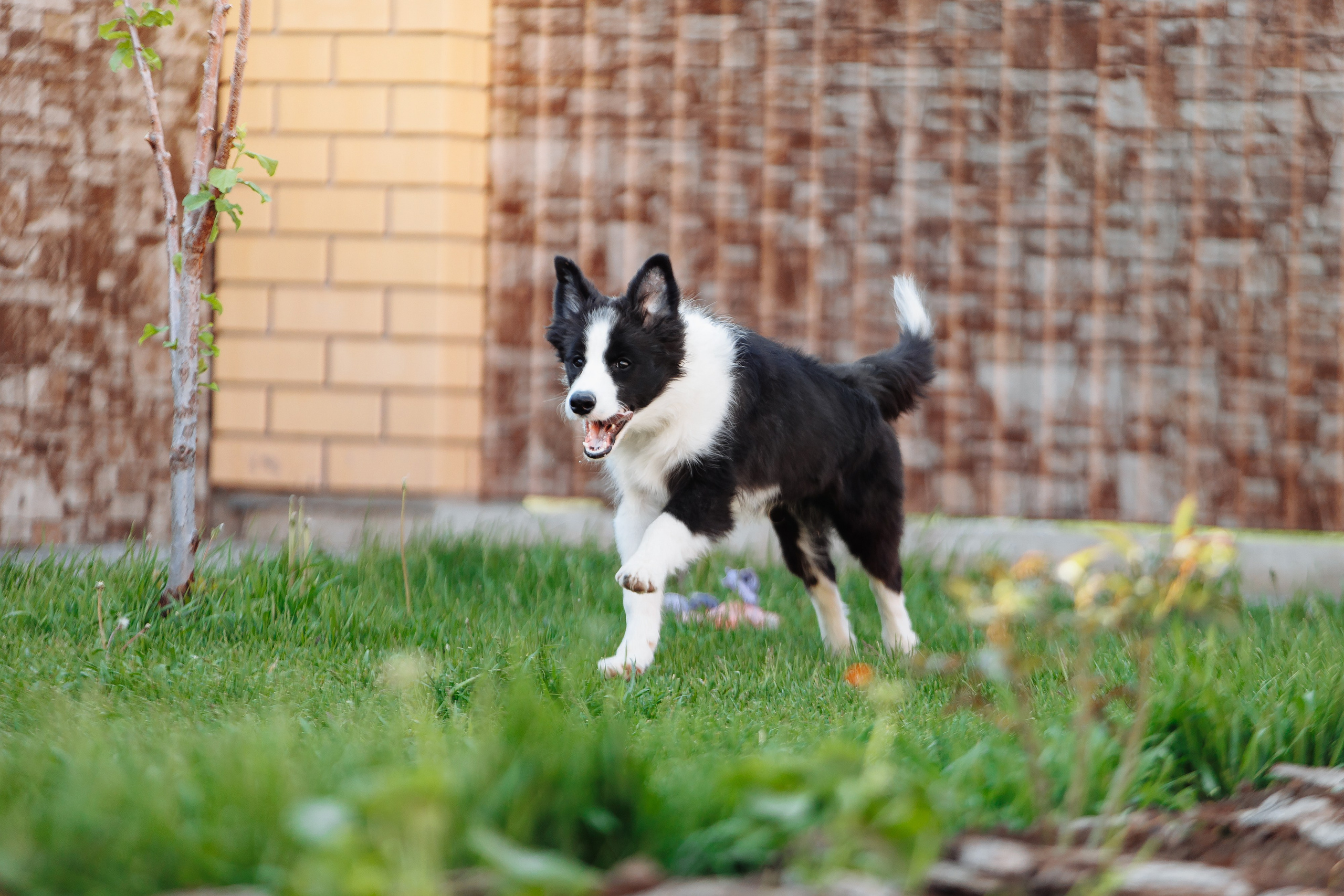 Пушистое. О нас