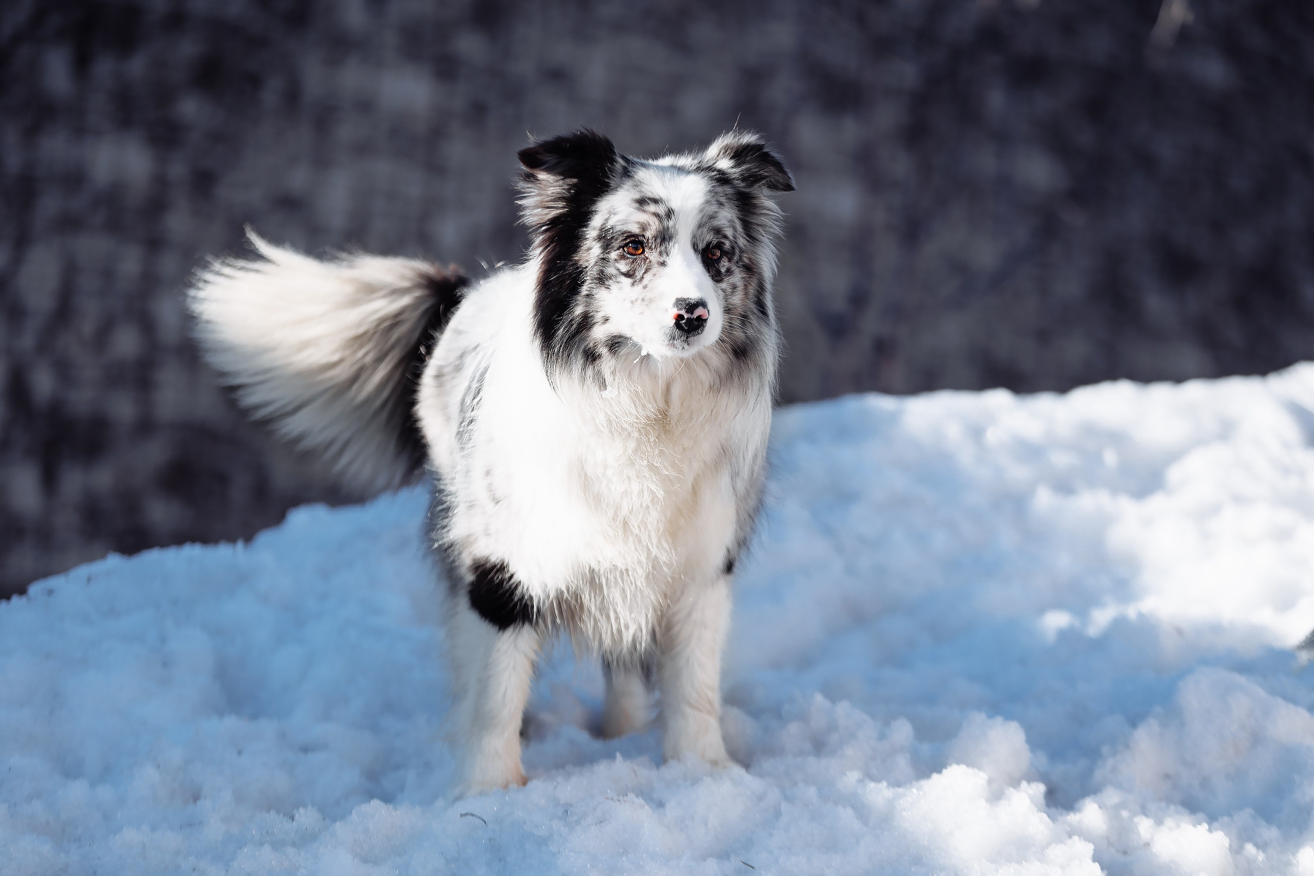 Пока таяло. О нас