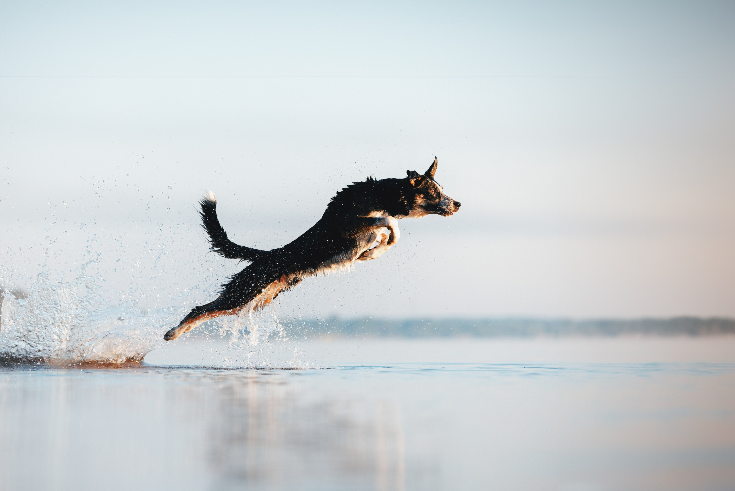 Токи, Янки, Лось, Мако и Рин. Фотограф анималист Осипчикова Мария