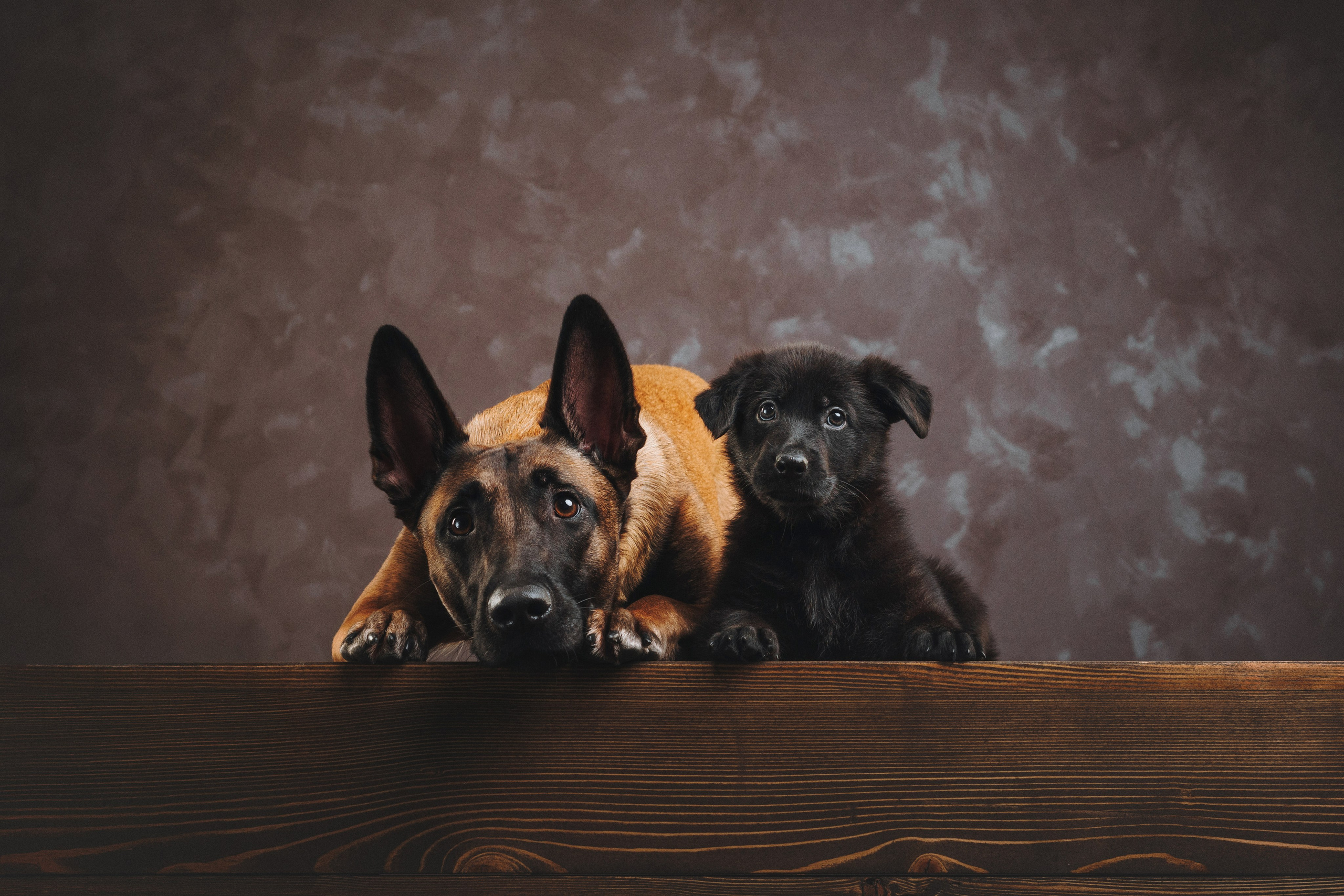 Аня и Базилика. Фотограф анималист Осипчикова Мария