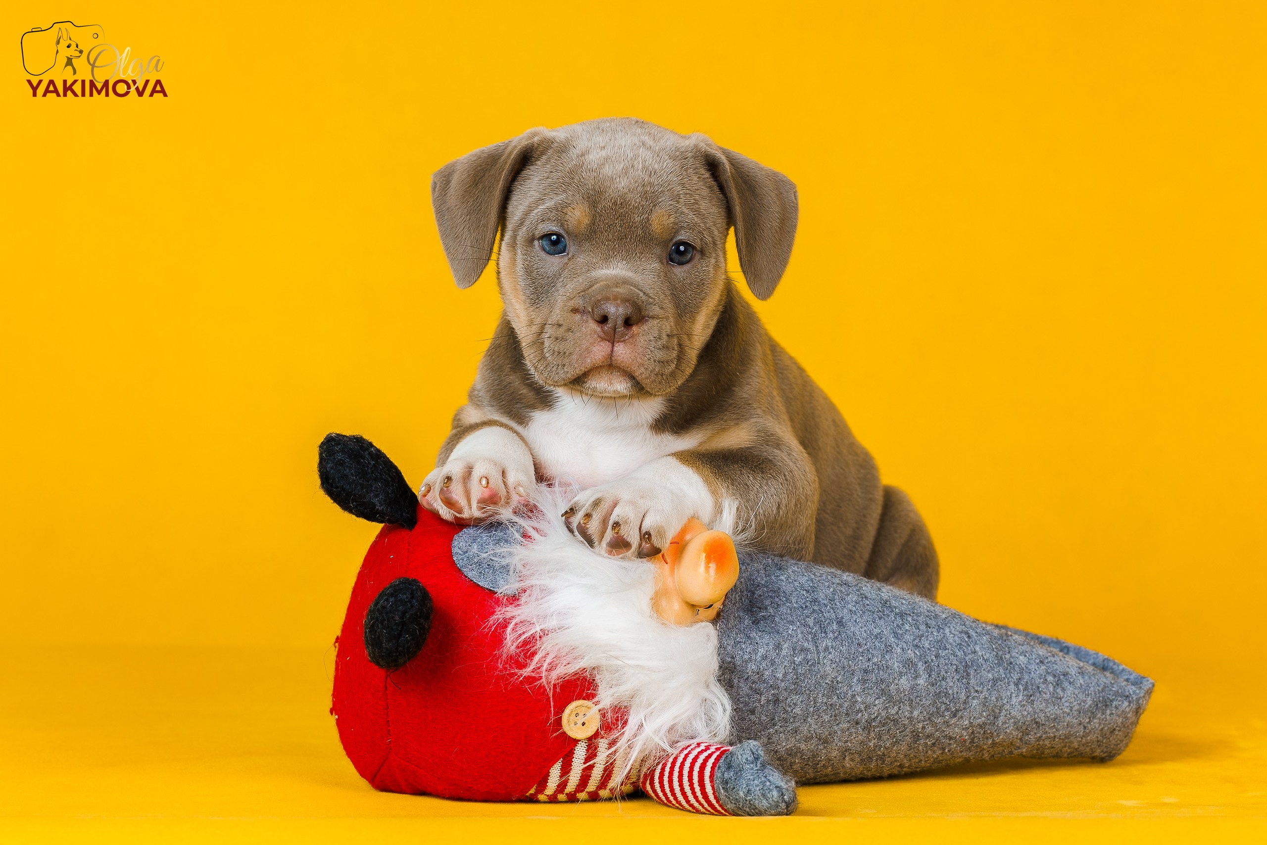 Щенки. Фотограф